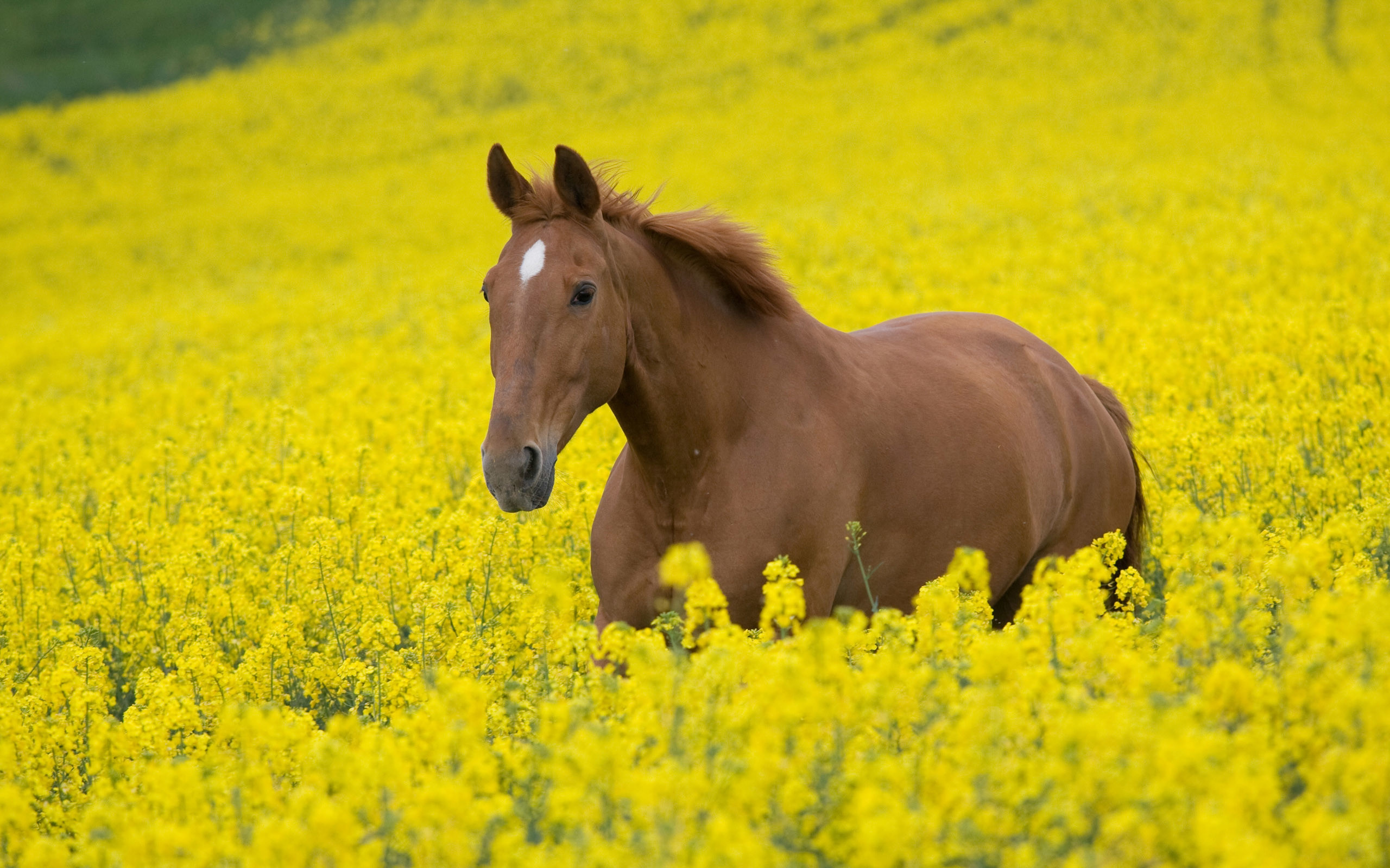 2560x1600 horse meadow. Â«Â«