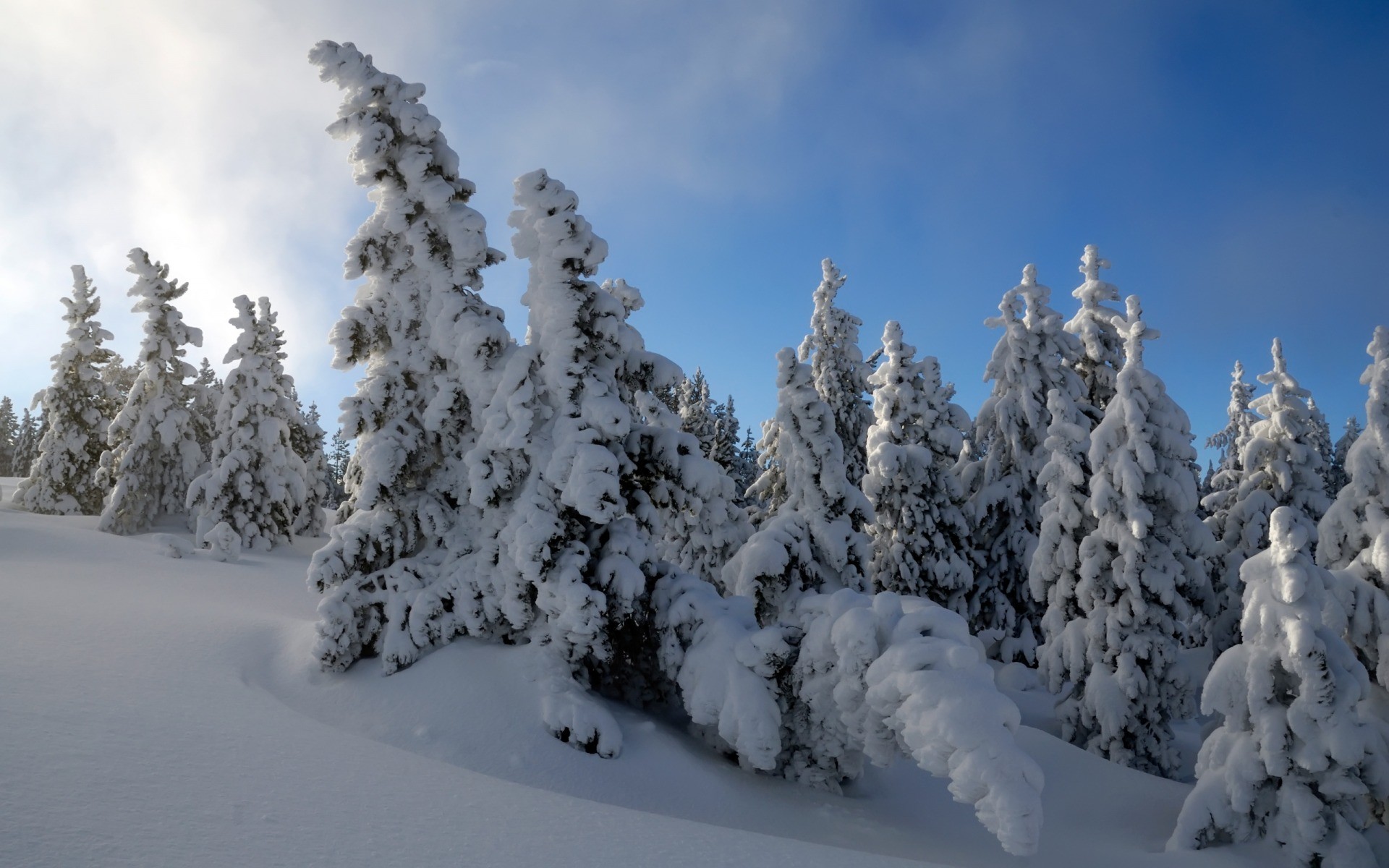 1920x1200 Snow Trees Wallpaper Winter Nature Wallpapers