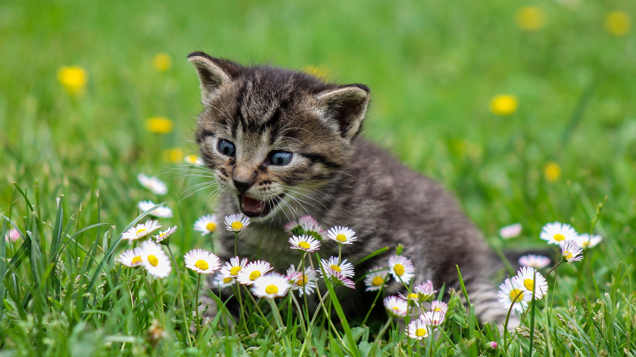 2560x1440  Wallpaper kitten, flowers, funny, cute, surprise, walk