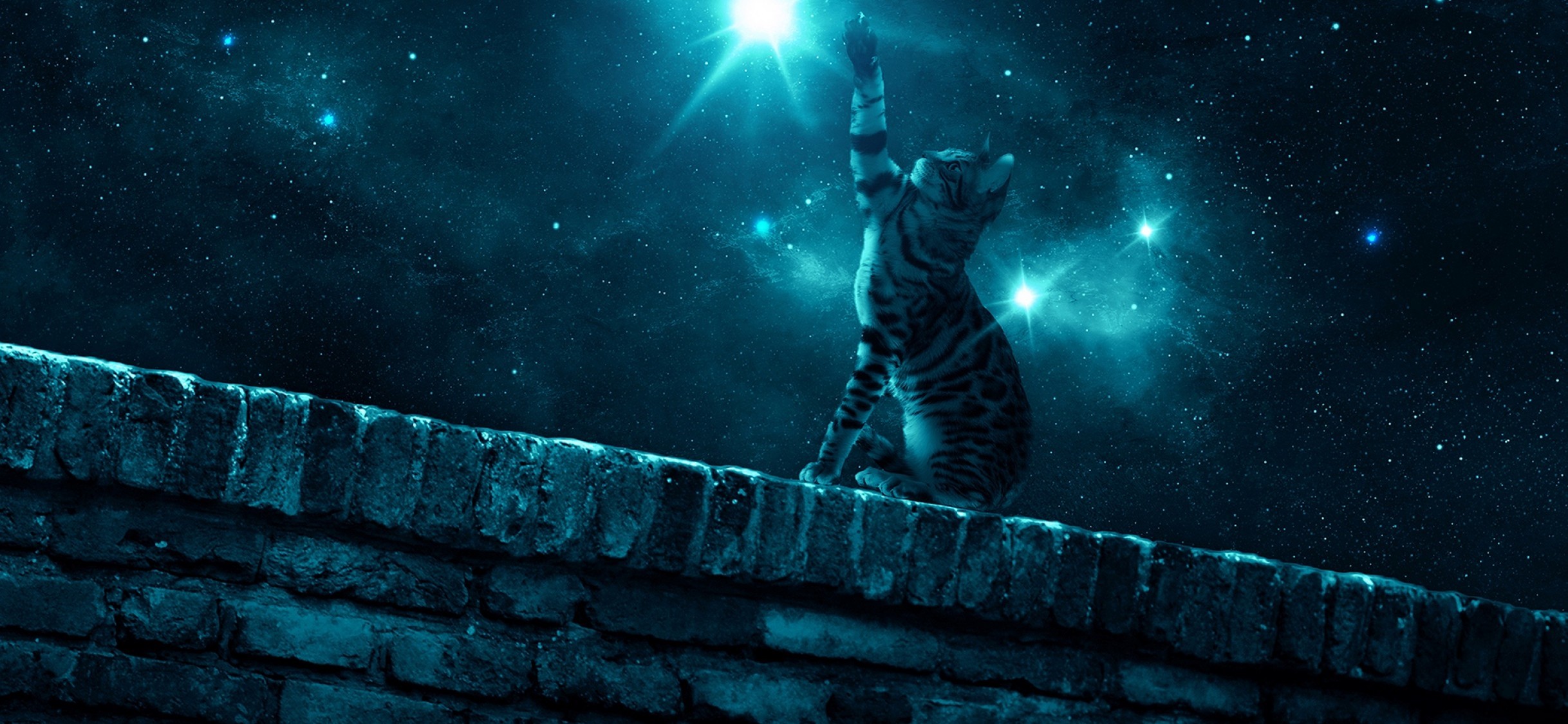 2436x1125 Cat staring sky at night HD Wallpaper - iPhone X