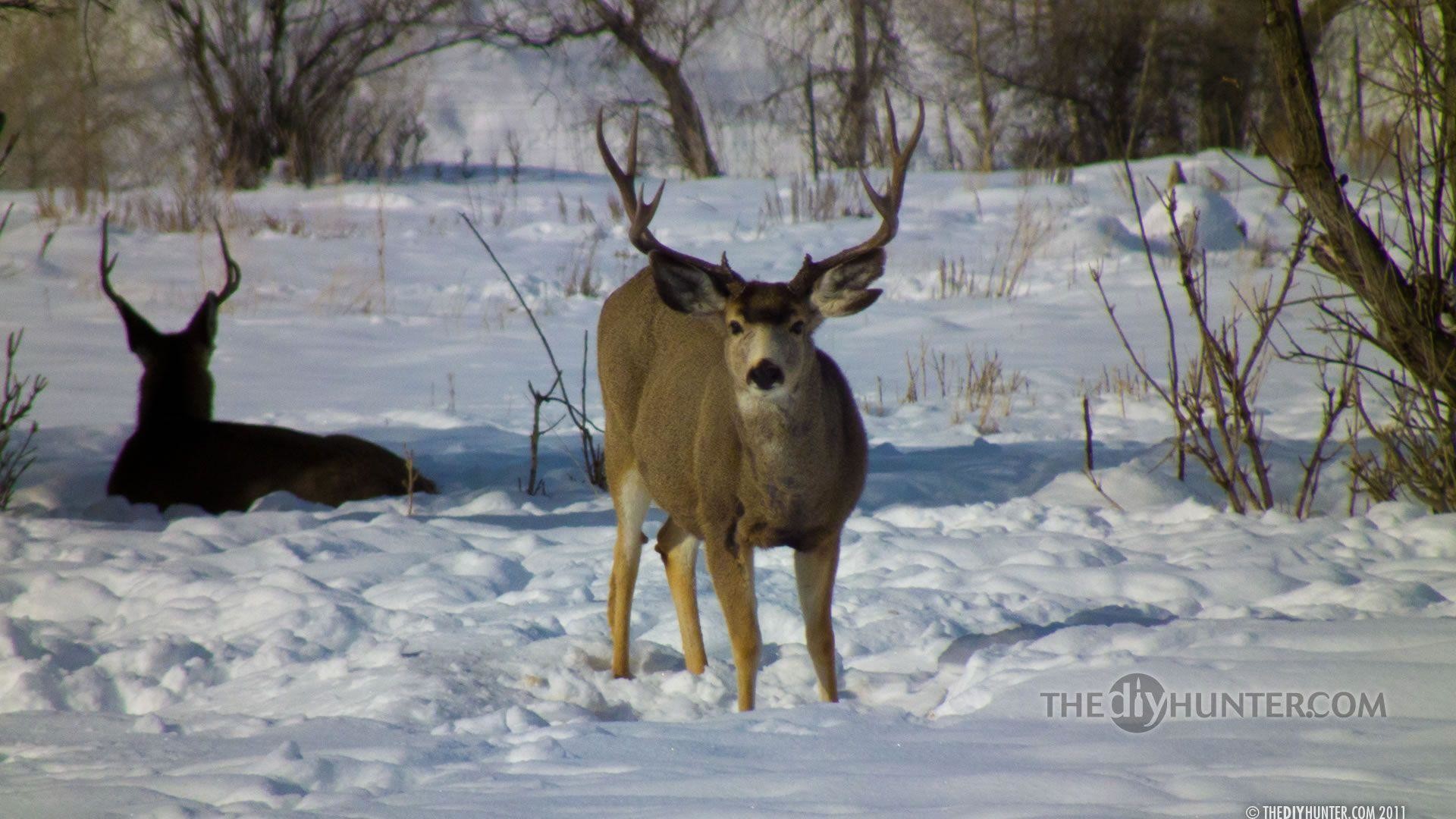 1920x1080 The DIY Hunter - Big Game Hunting — Mule Deer, Elk, Whitetail Deer .