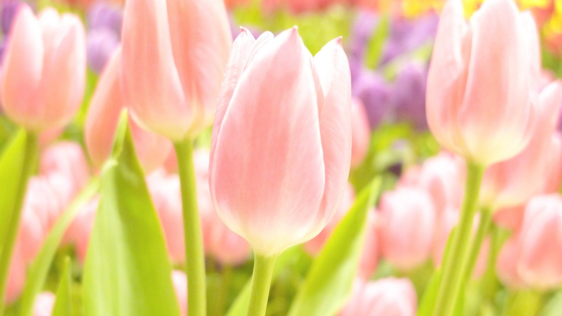 1920x1080 spring tulips HD 300x168 Spring HD wallpapers.