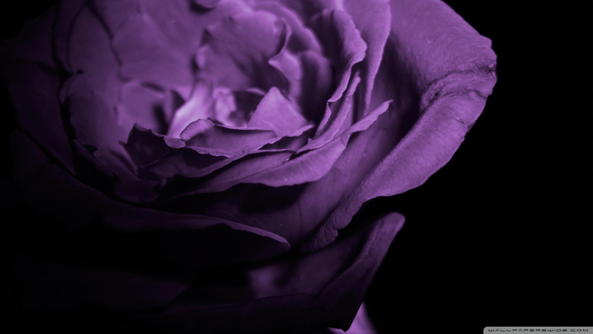 1920x1080 Purple rose in the shade