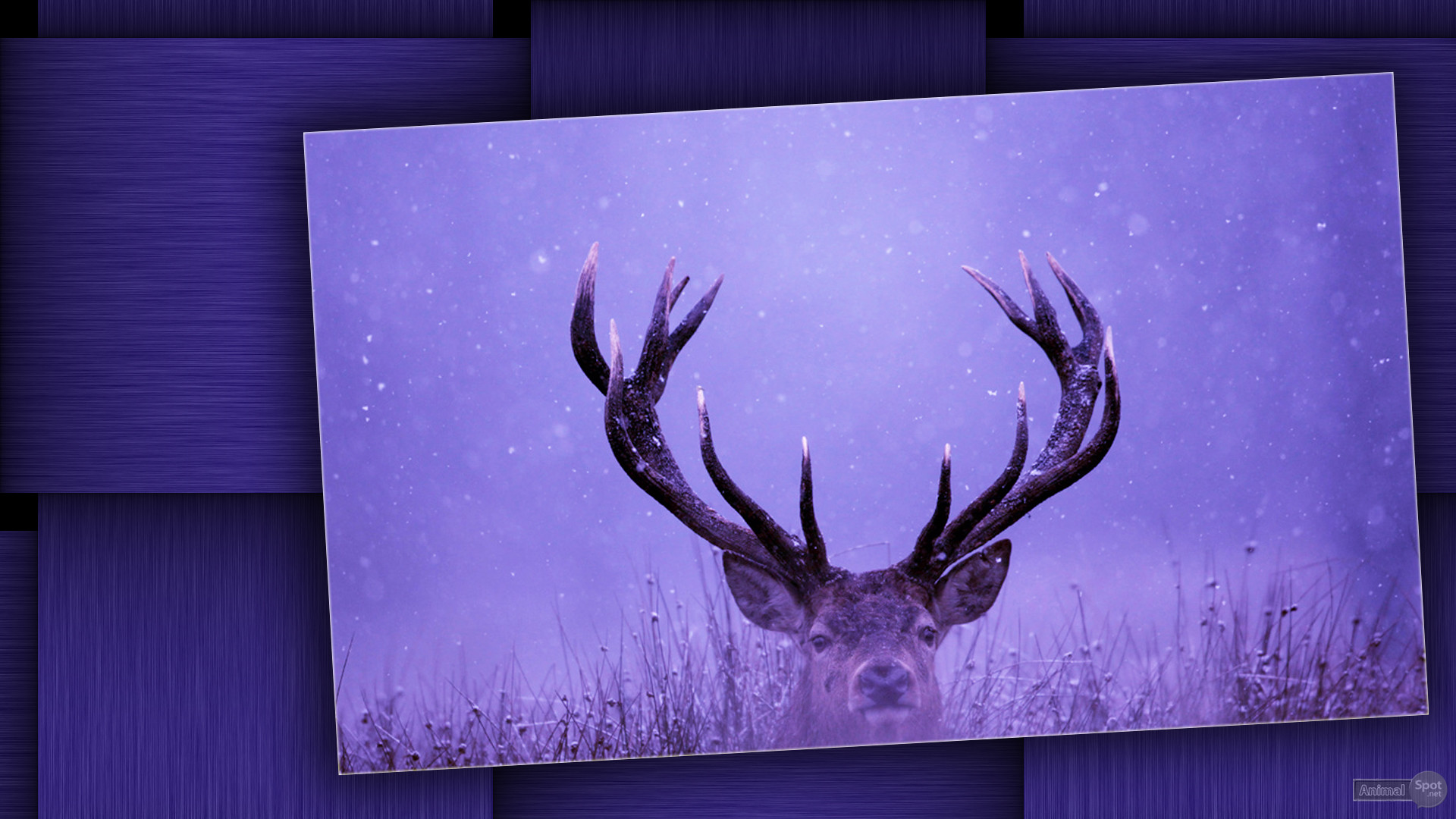 1920x1080 Deer Wallpaper for Desktop