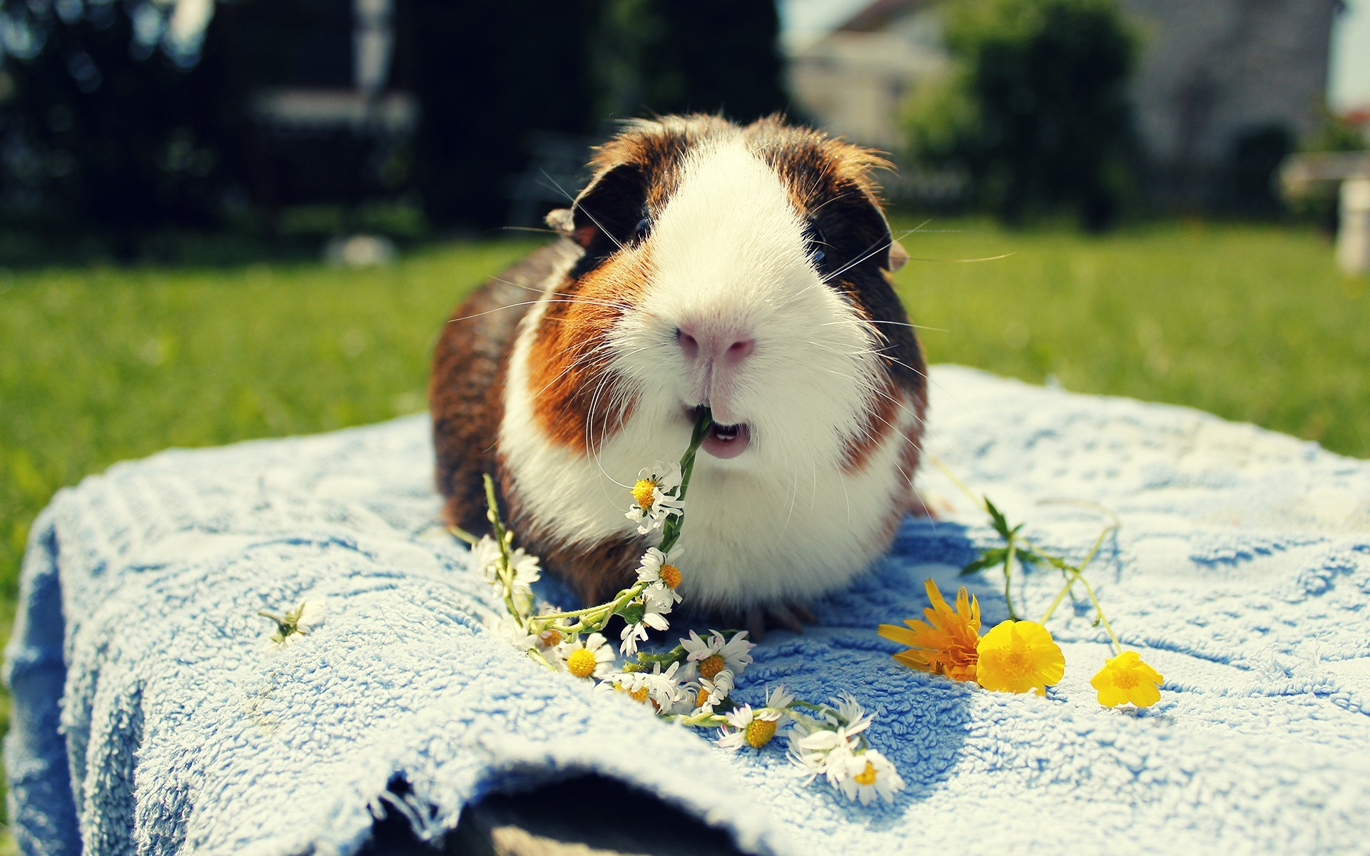 1920x1200 Pictures Of Guinea Pigs Wallpapers (29 Wallpapers)