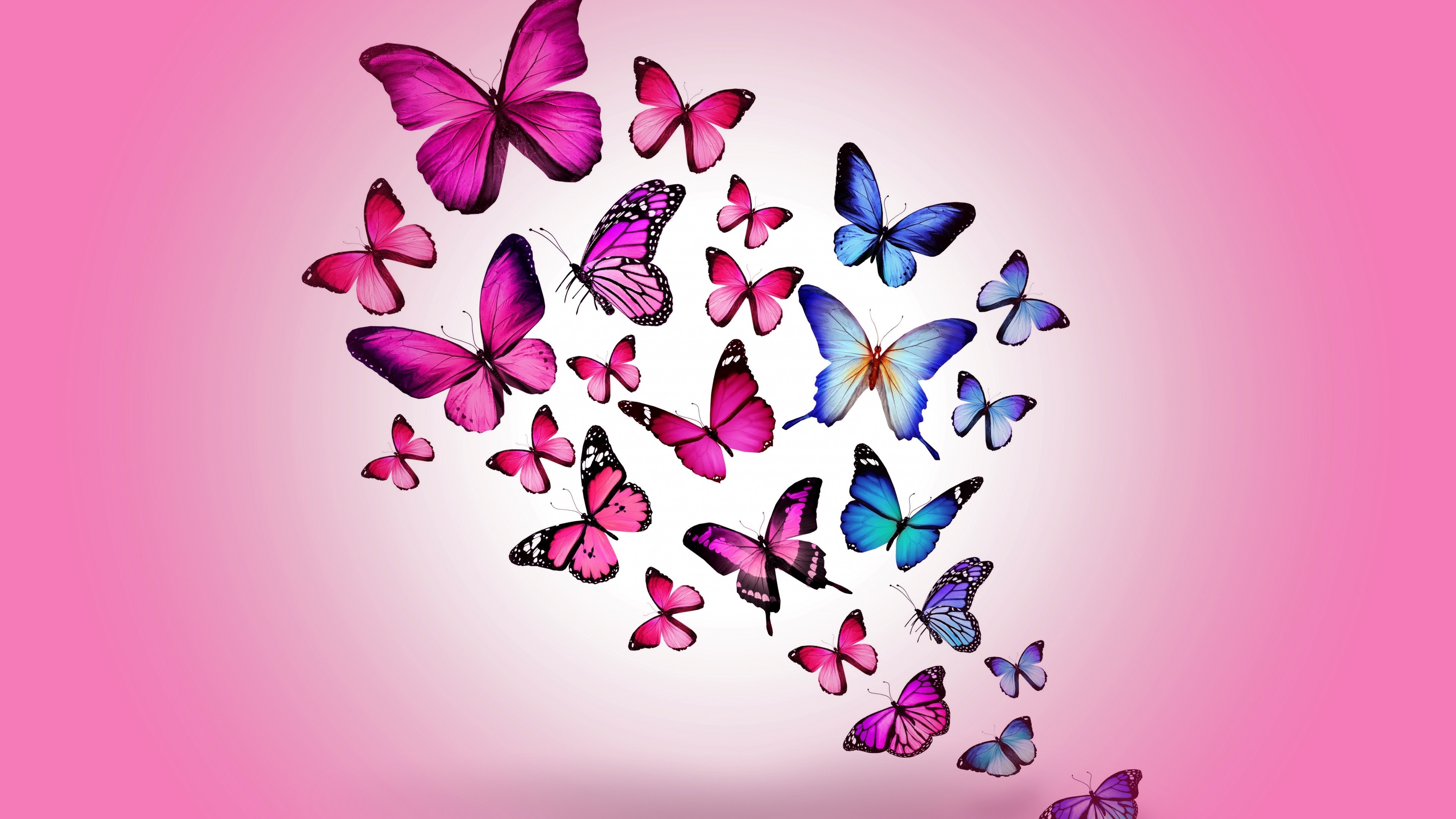 3840x2160 Butterfly pink background #9879