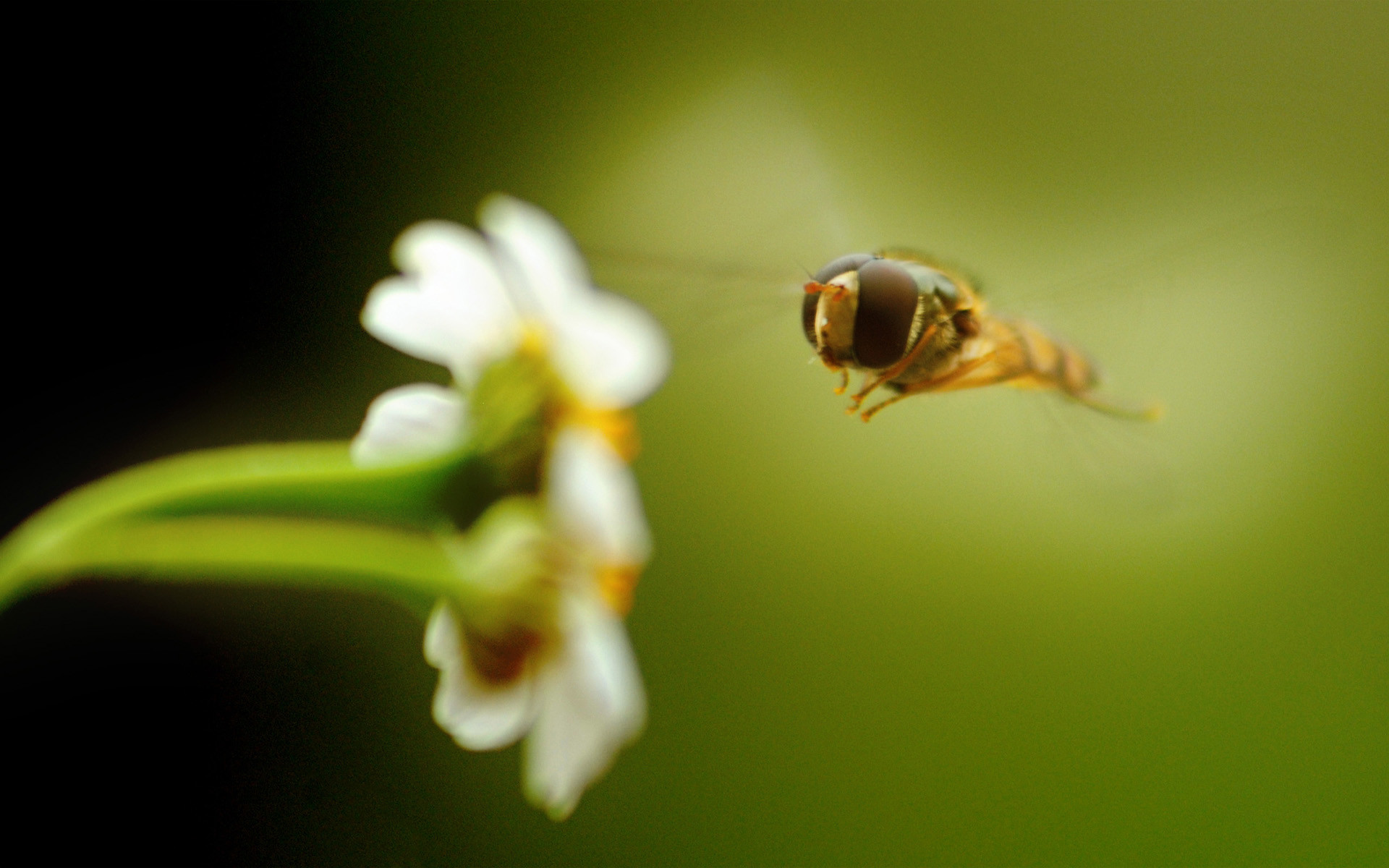 1920x1200 Bee on Flower