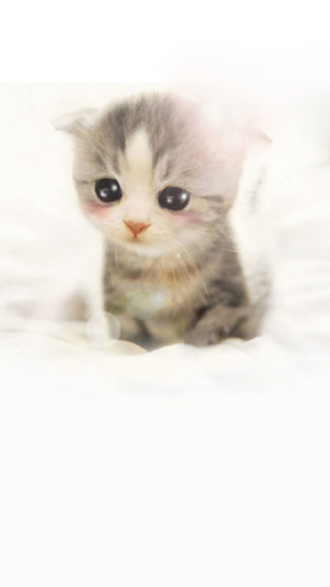 1080x1920 ... Cute Scottish Fold Kitten iPhone 6 Plus HD Wallpaper