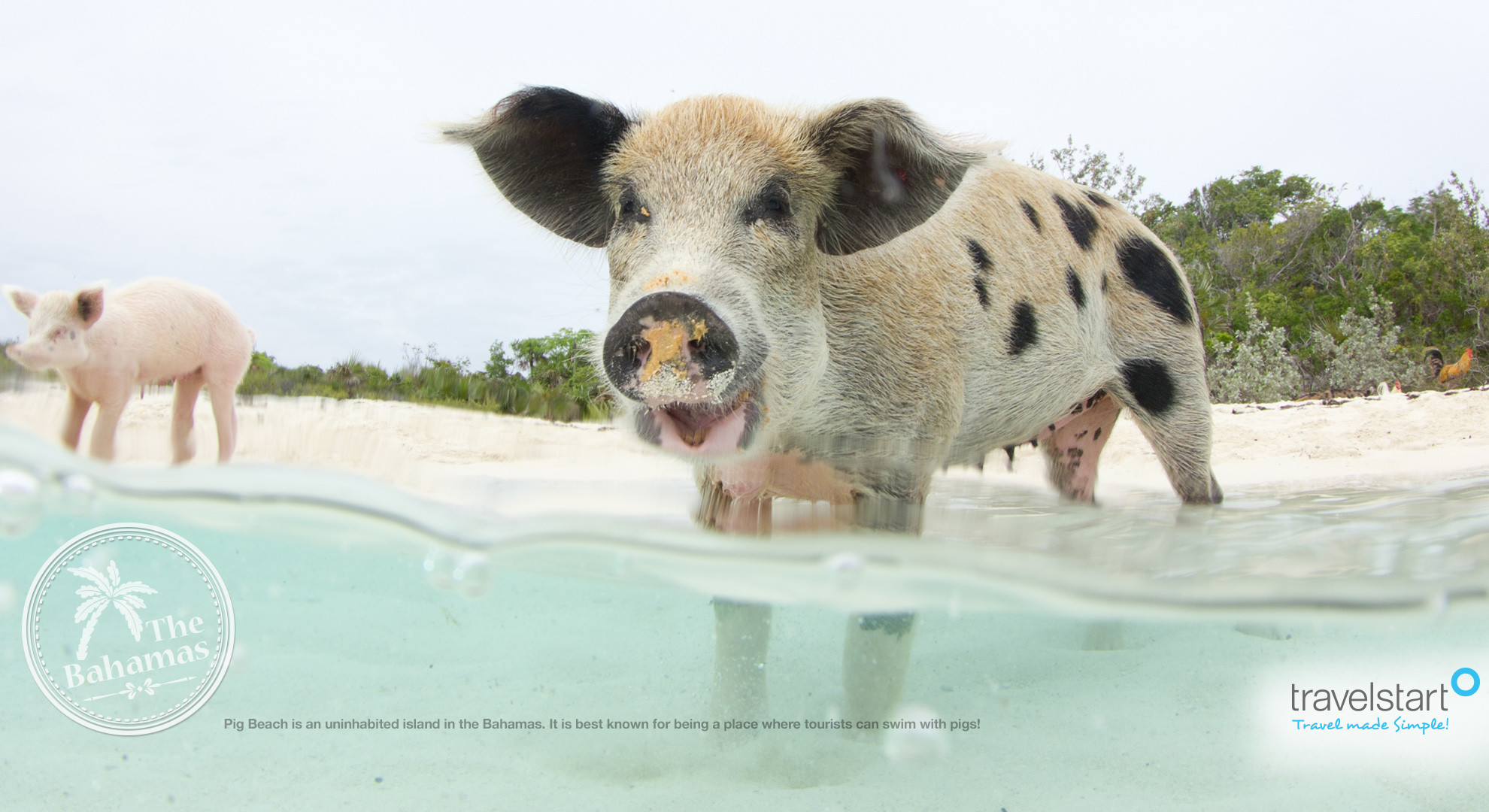 1980x1080 Download your free May 2014 wallpaper calendar featuring the swimming pigs  of The Bahamas.
