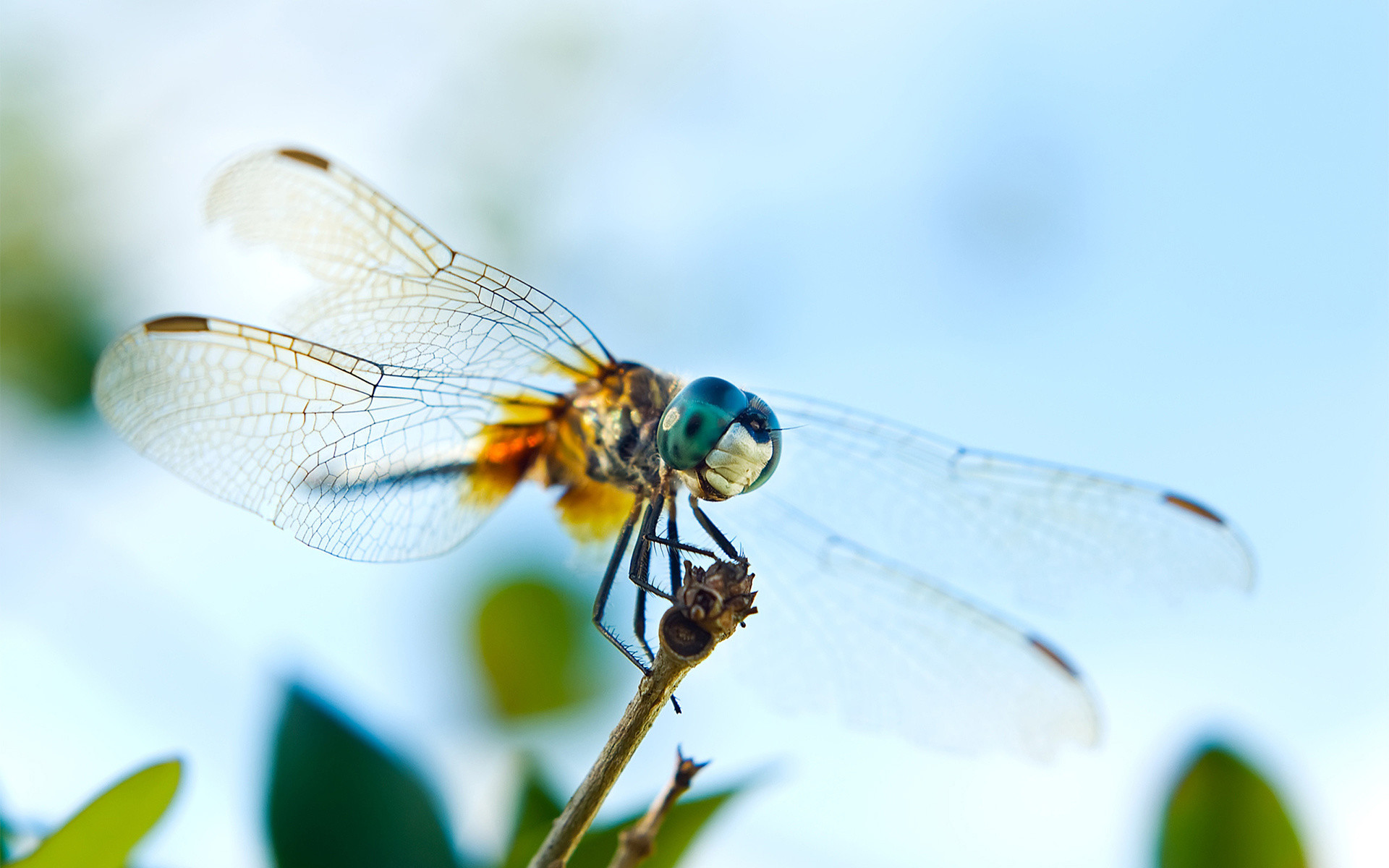 1920x1200 Awesome Dragonfly Wallpaper 39236