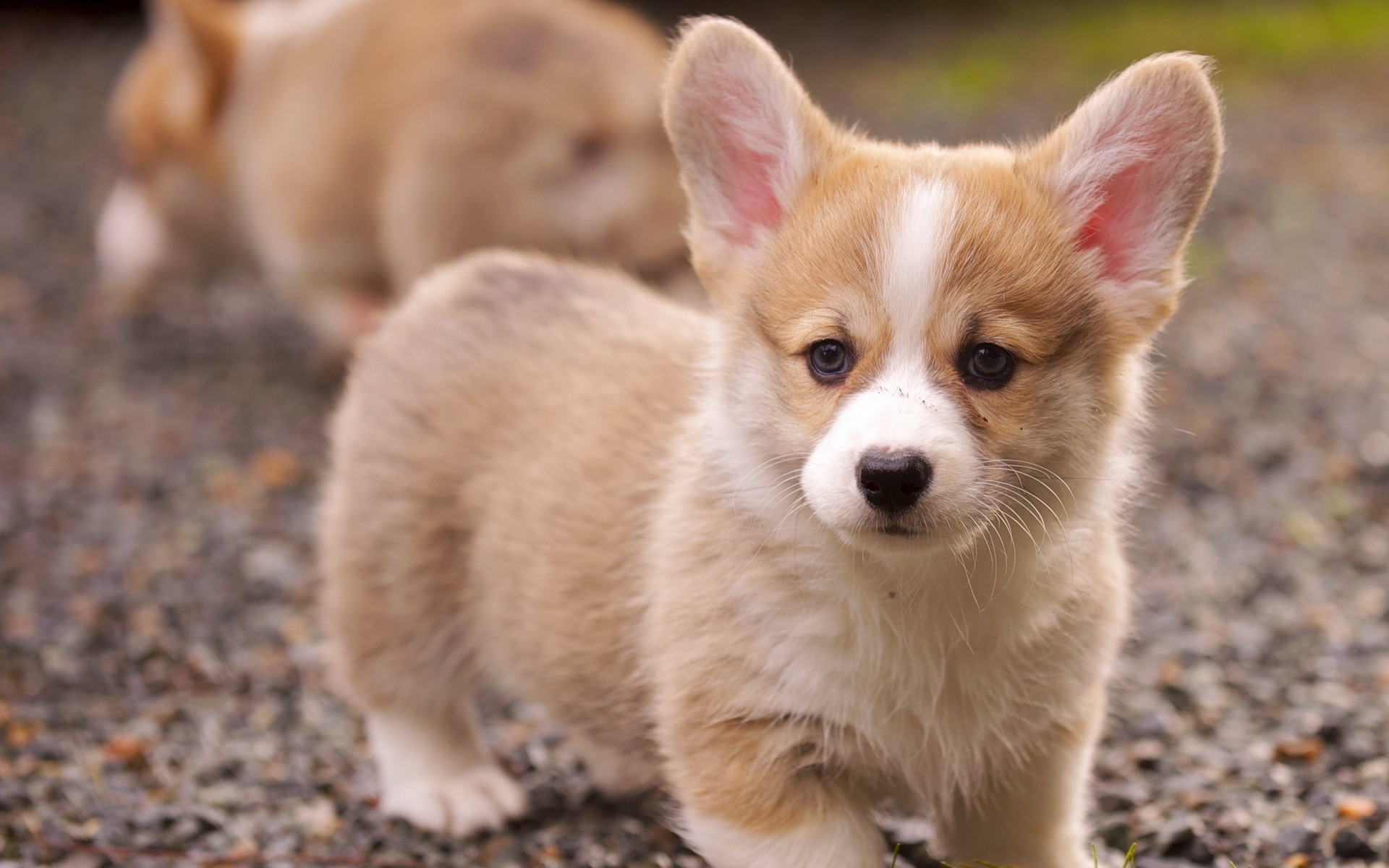 1920x1200 ... Cute Puppy Wallpaper Desktop, Images, Wallpapers of Cute Puppy in .