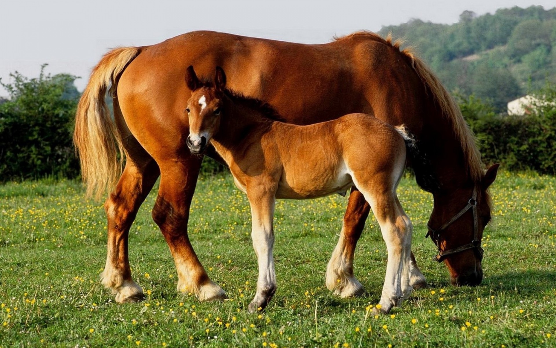 1920x1200 Baby horse wallpapers | Baby Animals