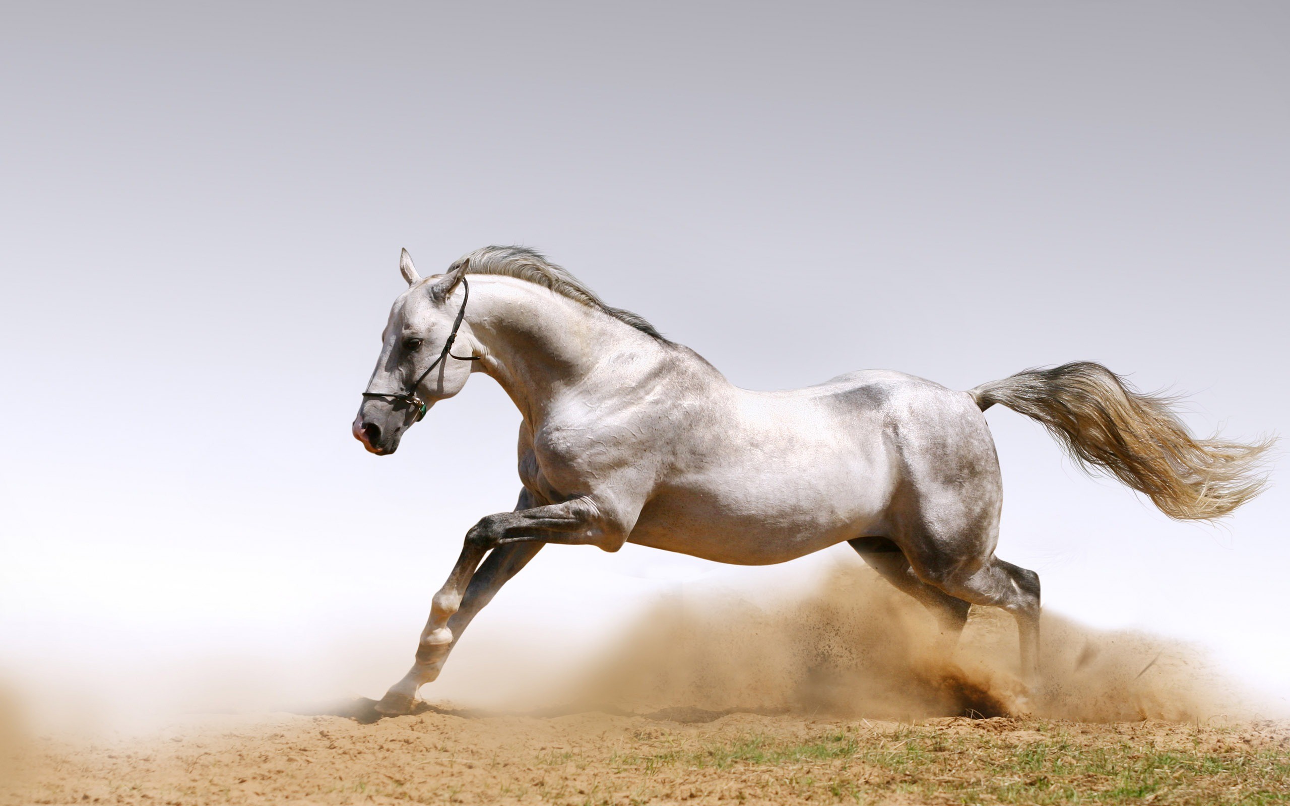 2560x1600 Horse Desktop Wallpapers