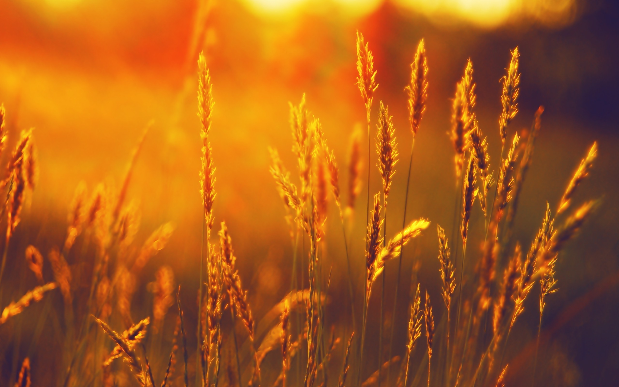 2560x1600 landscape, Summer, Field, Wheat, Sunset Wallpapers HD / Desktop and Mobile  Backgrounds