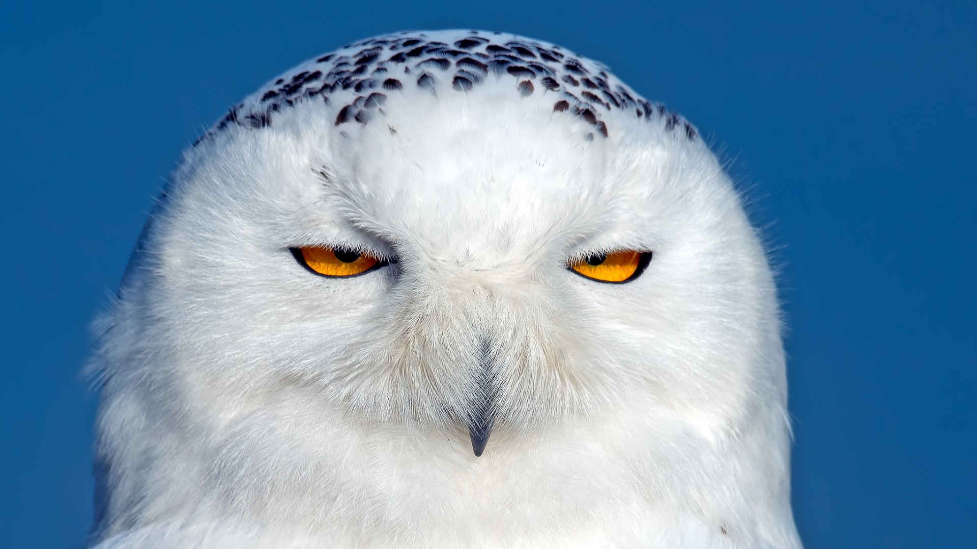 1920x1080 Snowy Owl Wallpapers Free