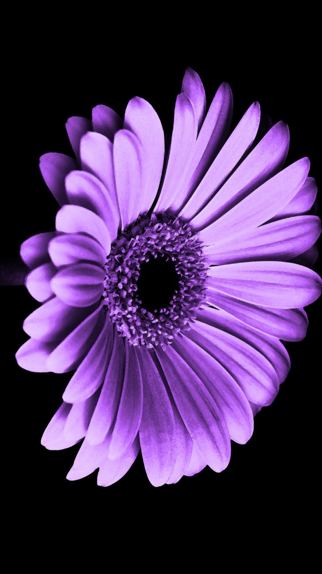 1080x1920 Violet Daisy Flower iPhone Wallpaper resolution 