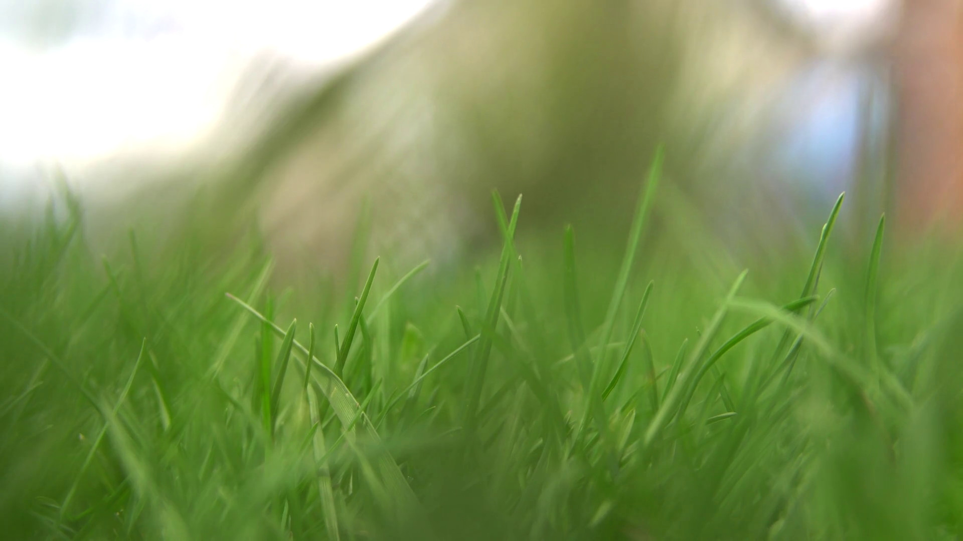 1920x1080 Fresh Green Grass, Spring Nature defocus Background