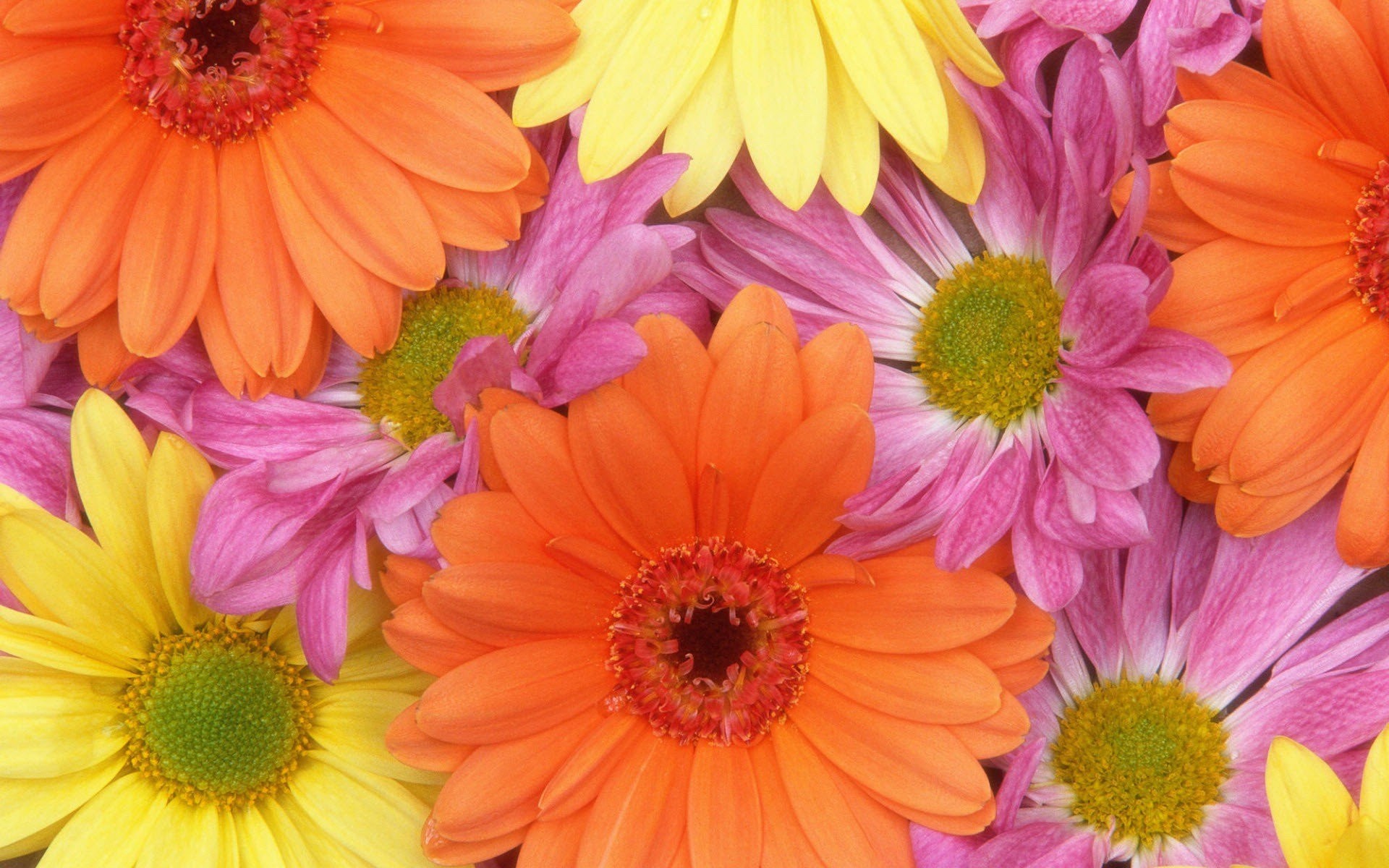 1920x1200 Colorful Daisies