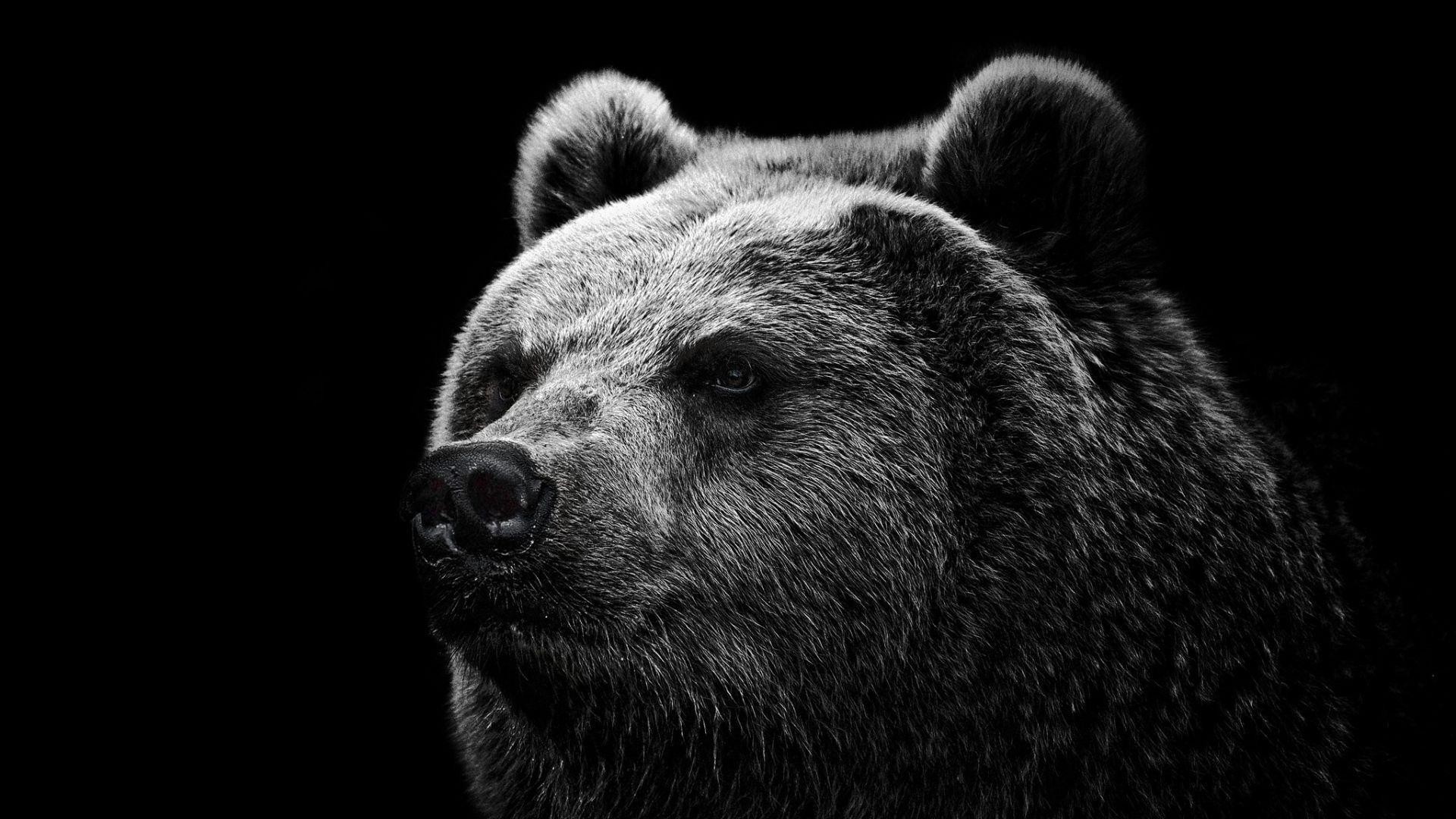 1920x1080 Hd Wallpapers Grizzly Bear Wallpaper Wild Big Grizzly 1280 X 960 .