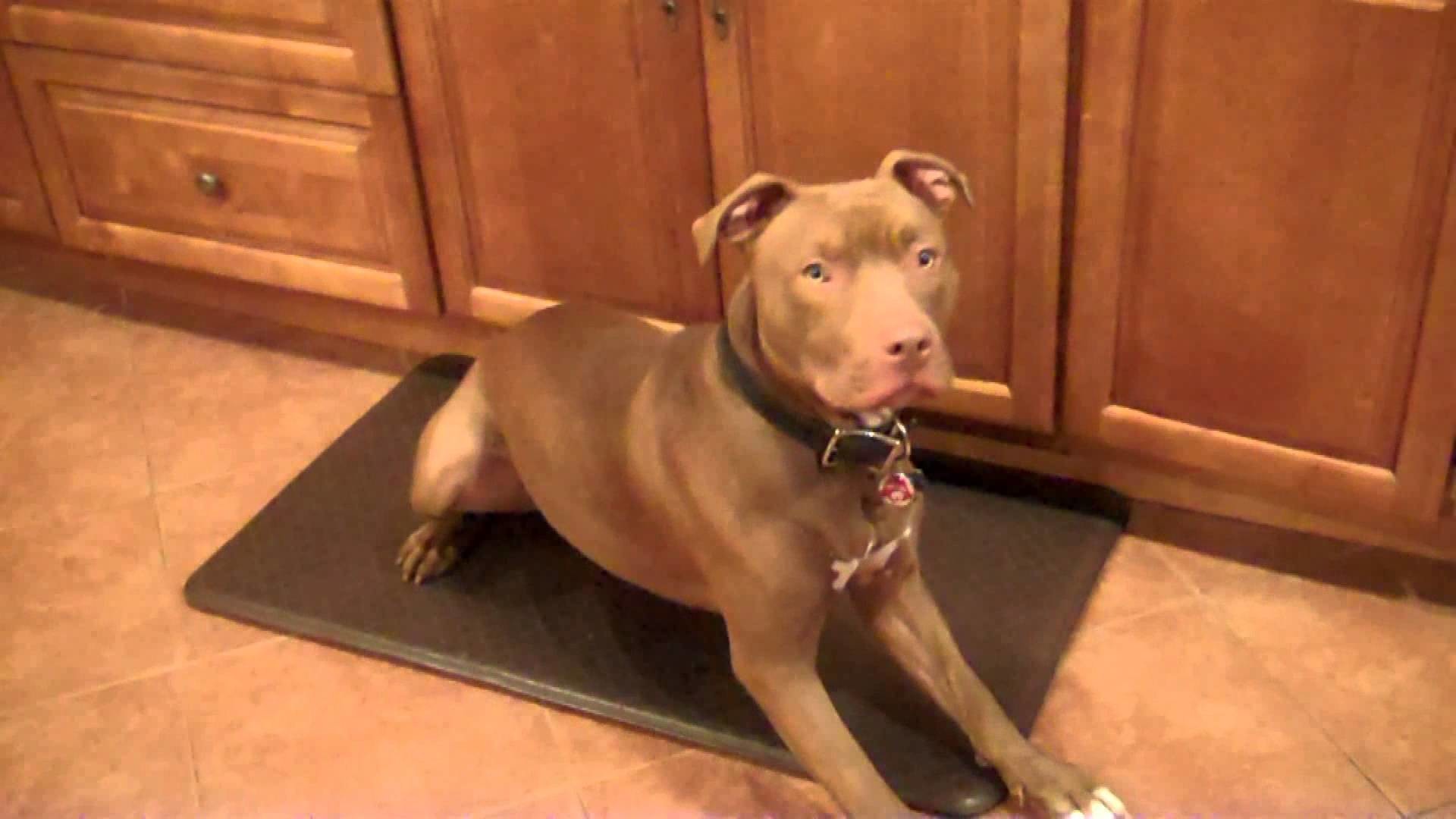 1920x1080 Training a Red Nose Pitbull