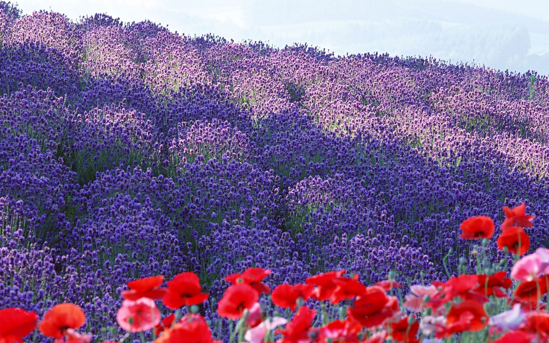 1920x1200 Japan flowers spring (season) lilac meadows poppies wallpaper