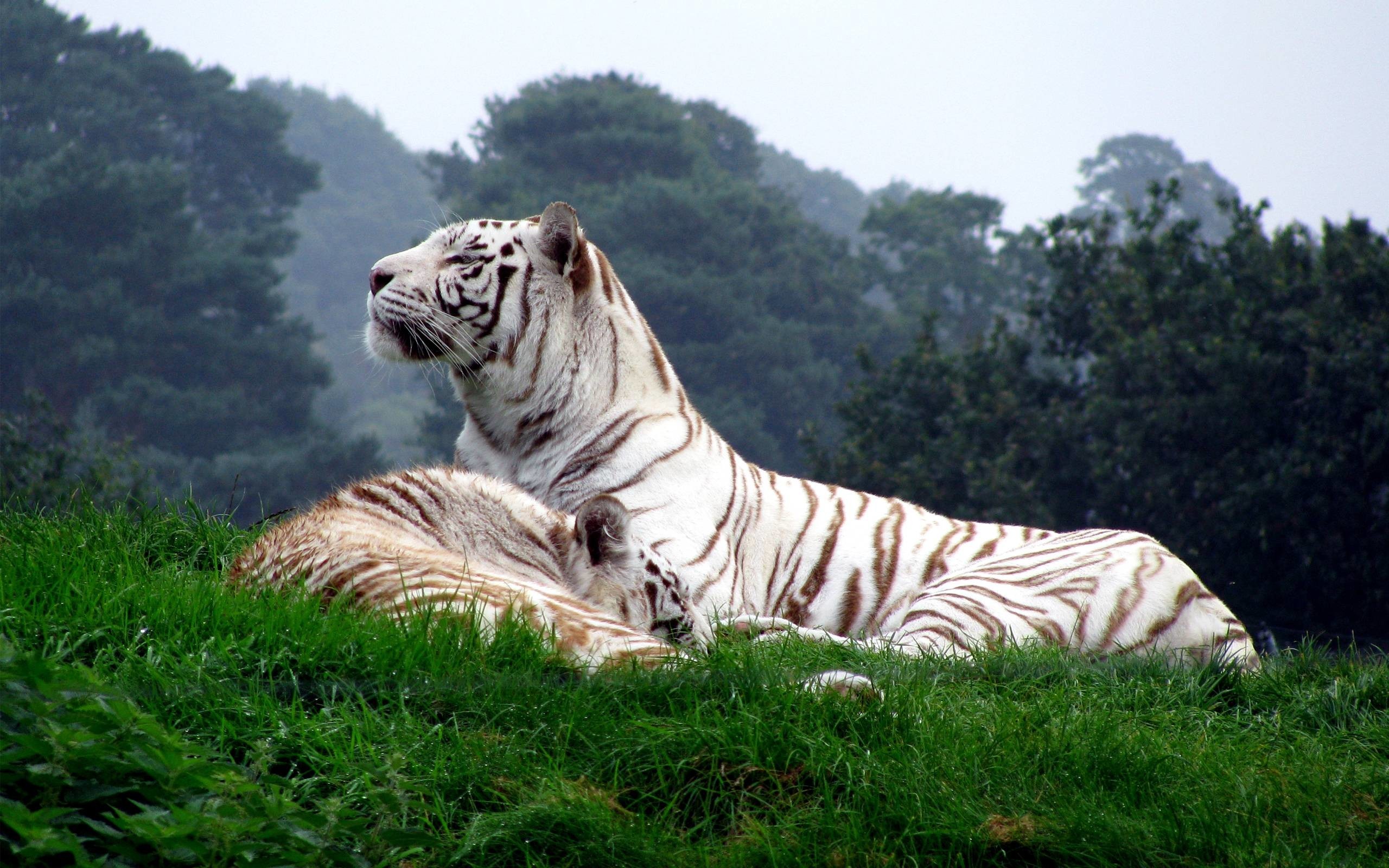 2560x1600  White Tigers Wallpapers - Full HD wallpaper search