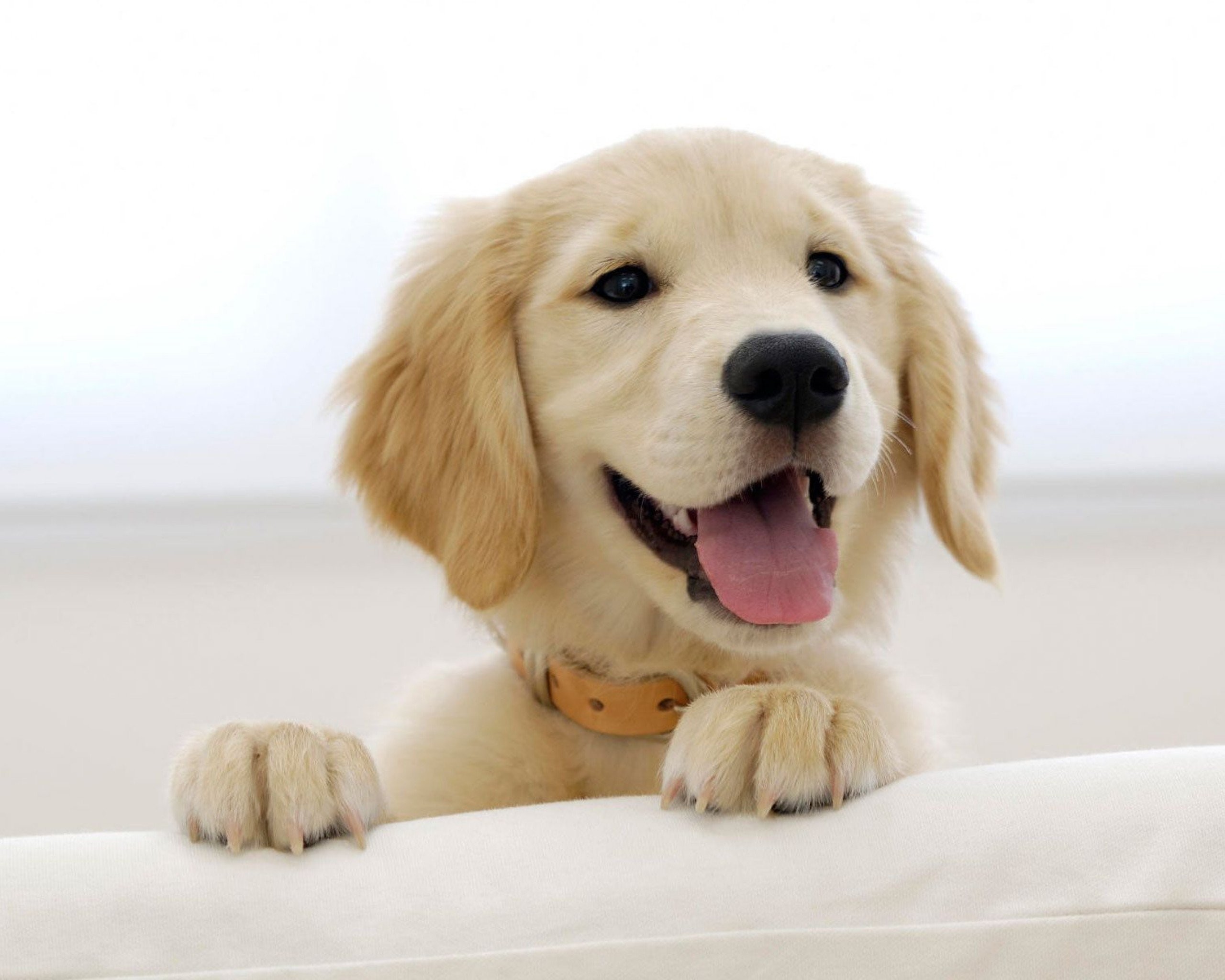 2560x2048 Puppies puppy baby dog dogs (44) wallpaper |  | 364380 |  WallpaperUP