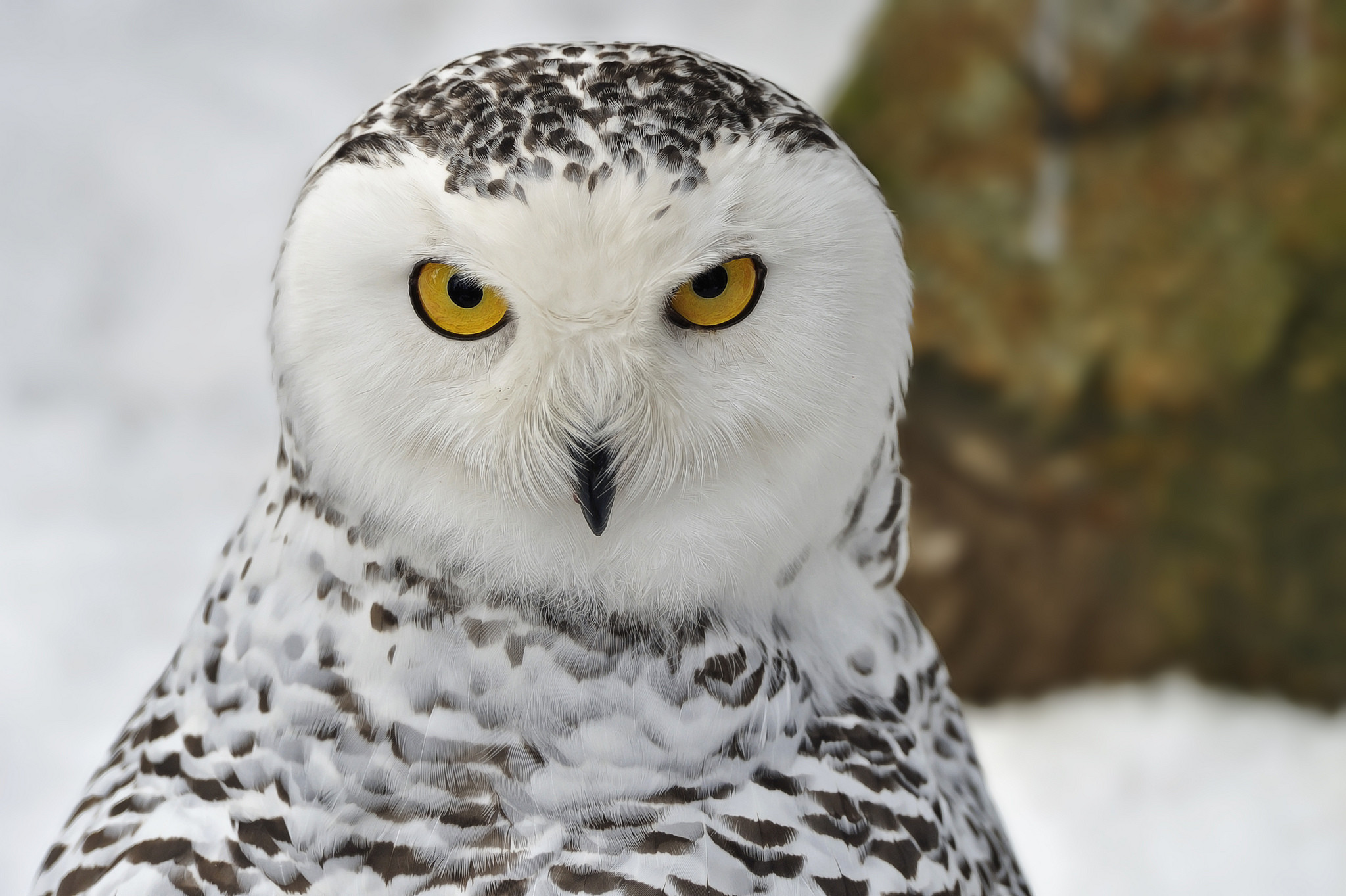 2048x1363 ... Snowy Owl (5)