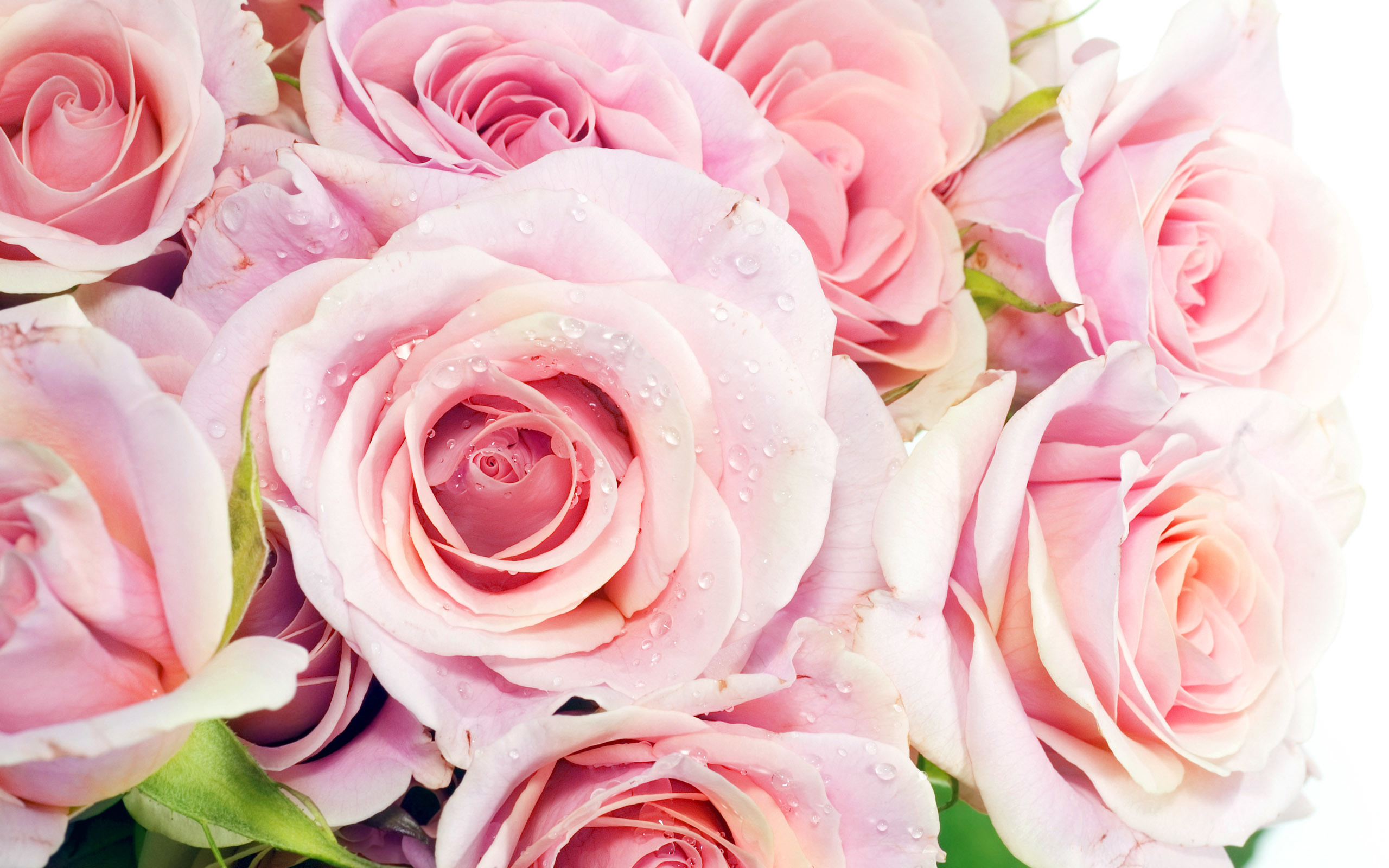 2560x1600 HD Wallpaper and background photos of Pretty Pink Roses Wallpaper for fans  of Pink (Color) images.