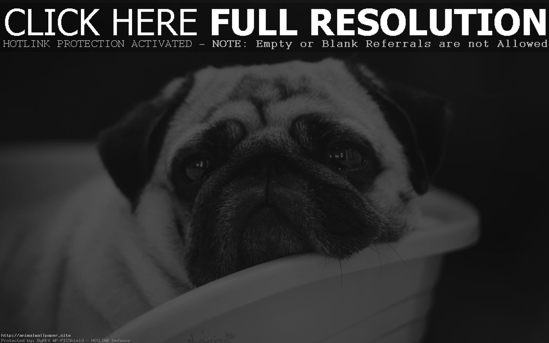 1920x1200 The Most Beautiful Black And White Dog Toys Wallpaper