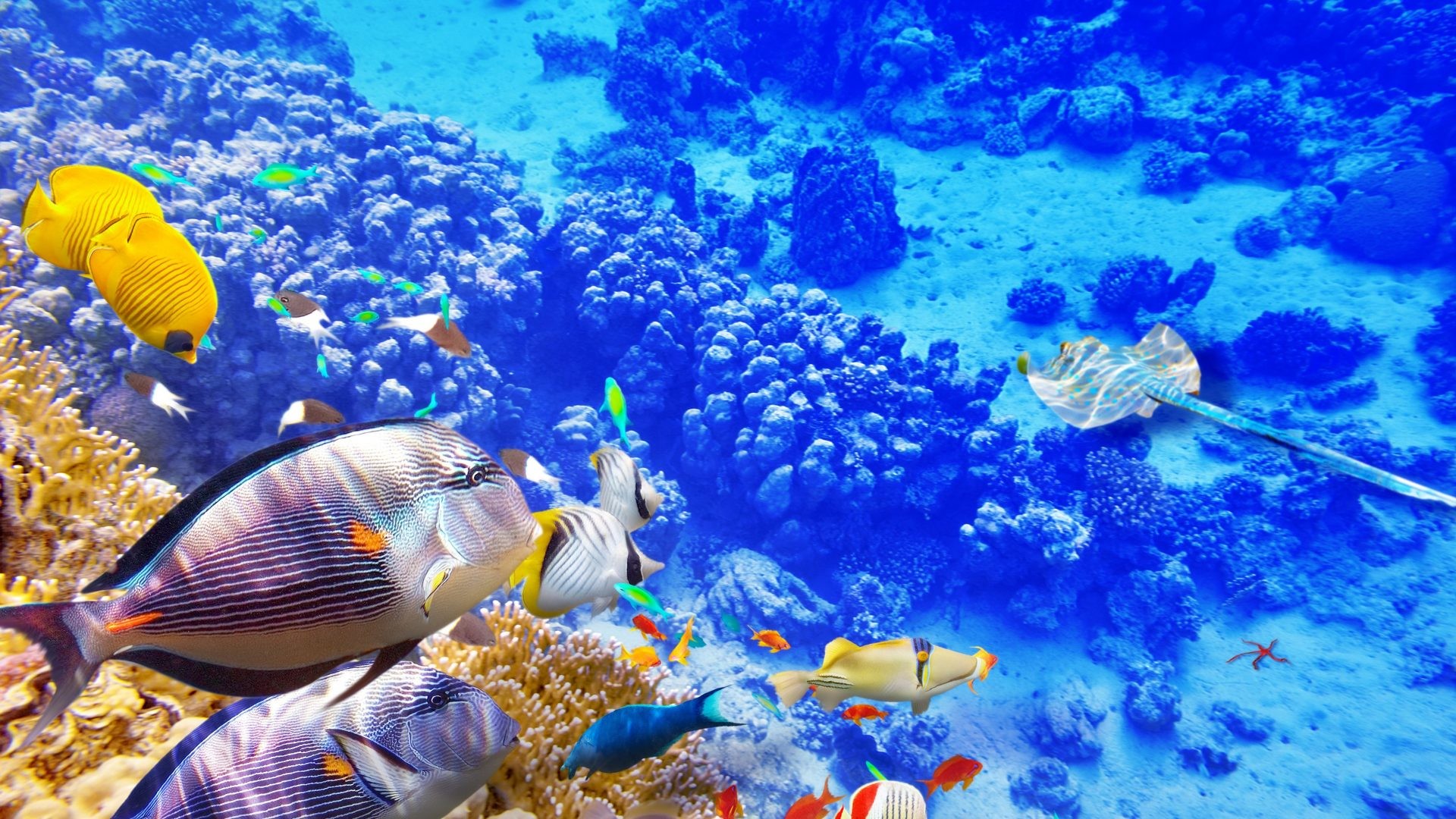 1920x1080 Underwater Tag - Ocean Reef World Coral Underwater Fish Wallpapers Desktop  Background Nature for HD 16
