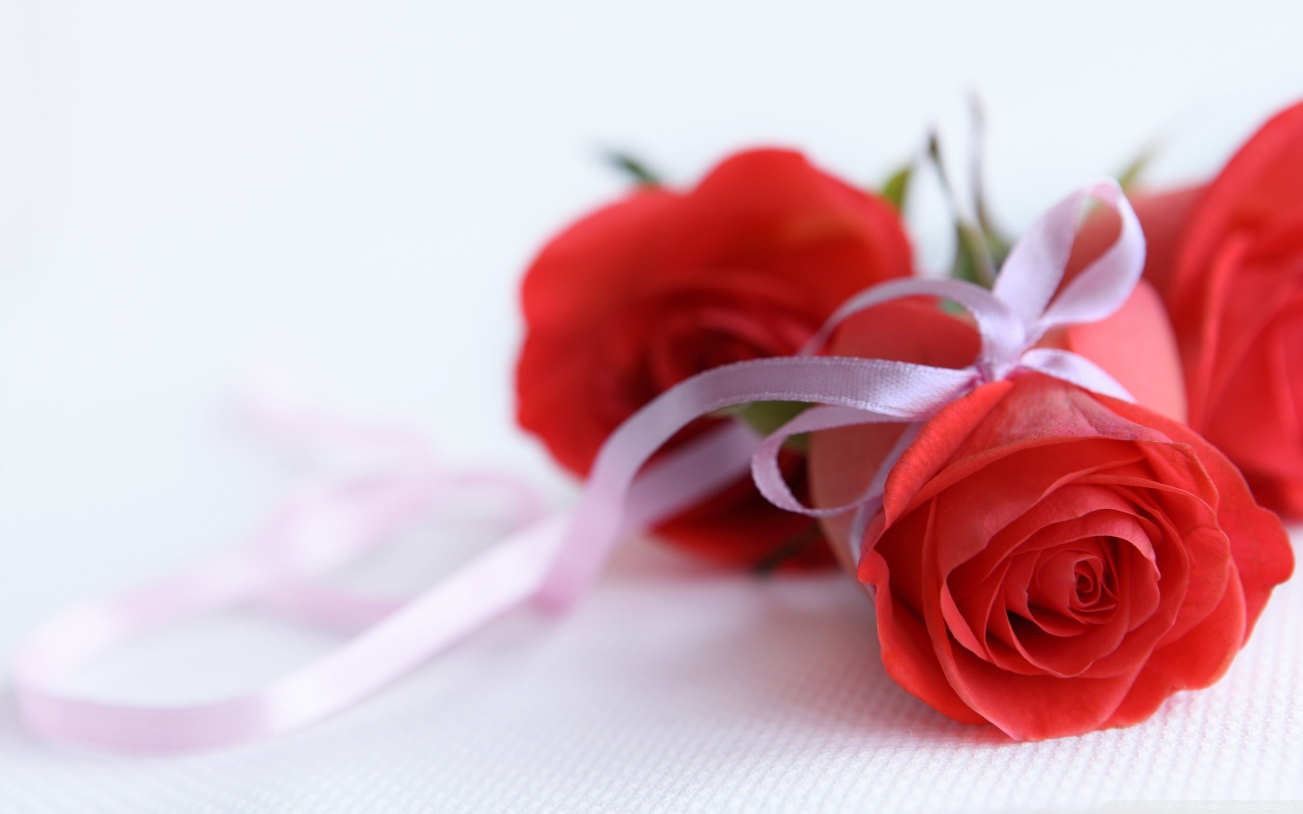 2560x1600 Red Roses Background