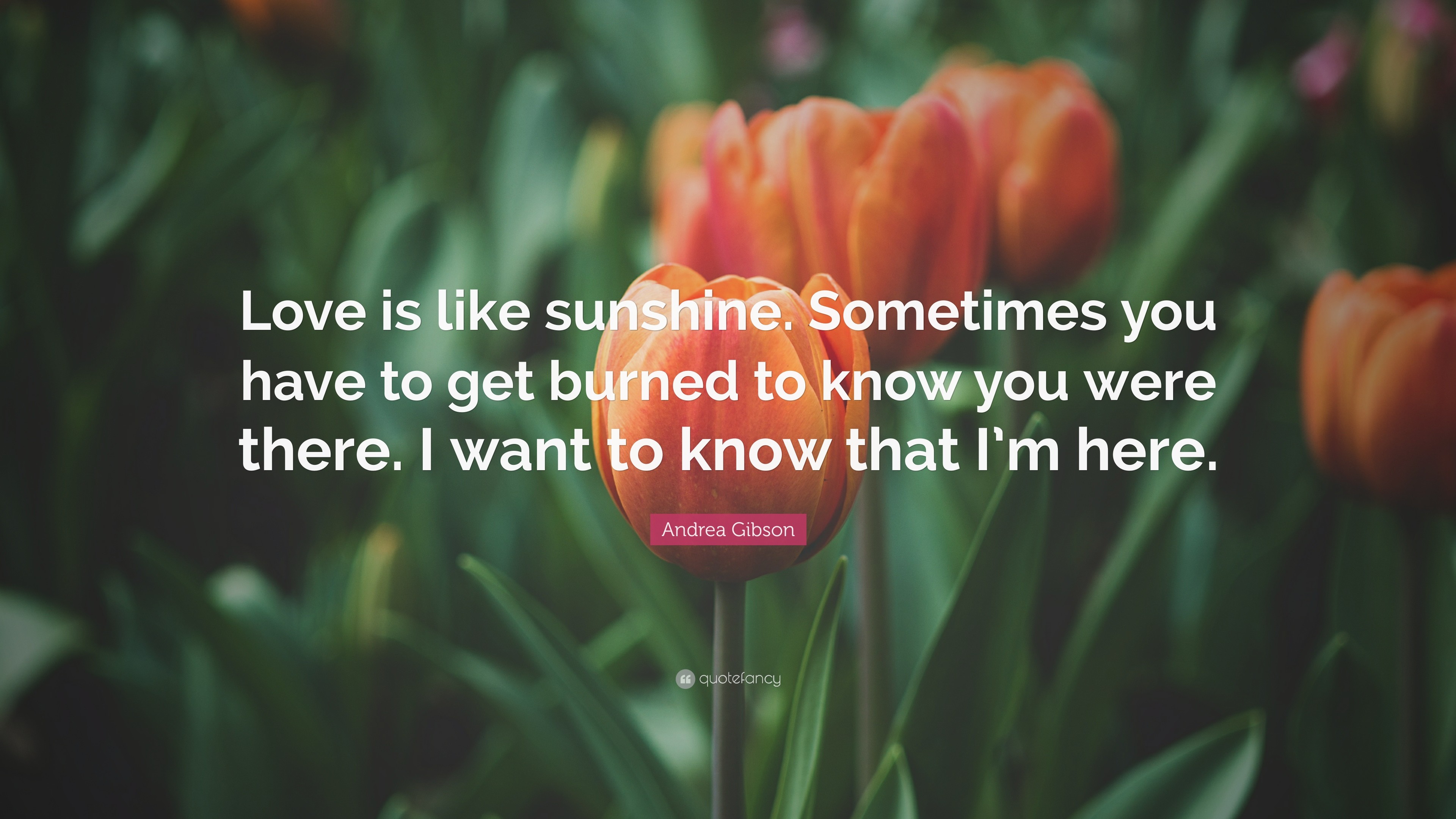 3840x2160 Andrea Gibson Quote: “Love is like sunshine. Sometimes you have to get  burned