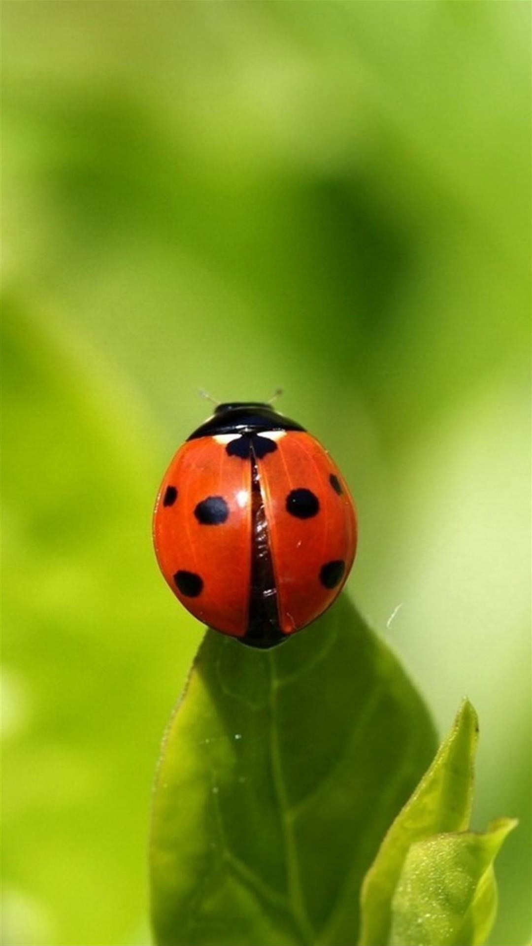 1080x1920 Ladybug on green leaf Galaxy Note 3 Wallpapers Galaxy Note 3 Wallpapers
