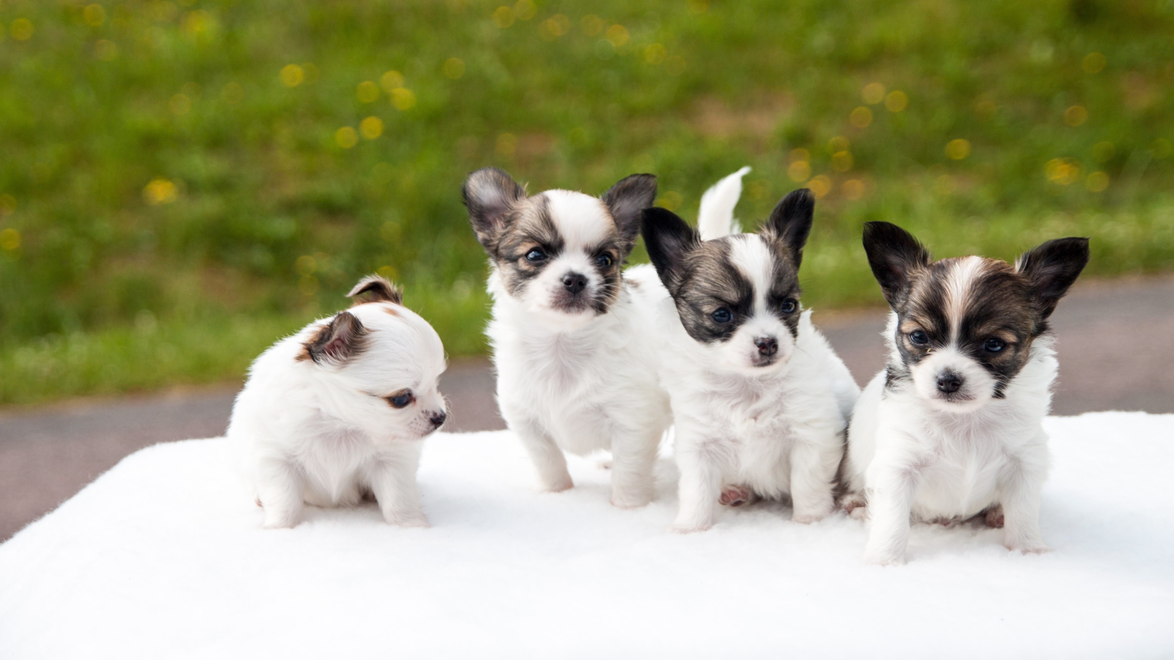 3840x2160 Chihuahua Puppies Wallpaper