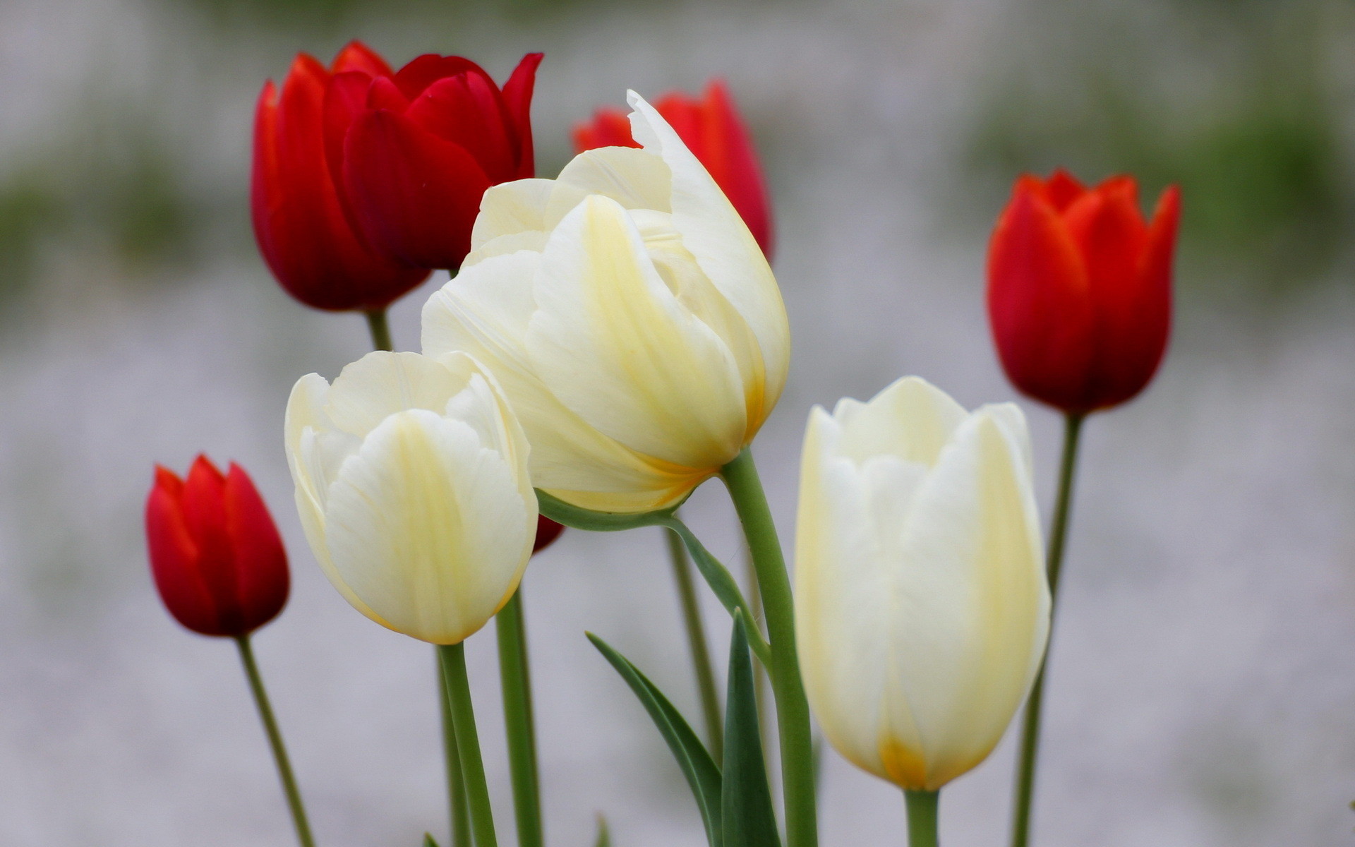 1920x1200 Pictures Red White Tulips Flowers