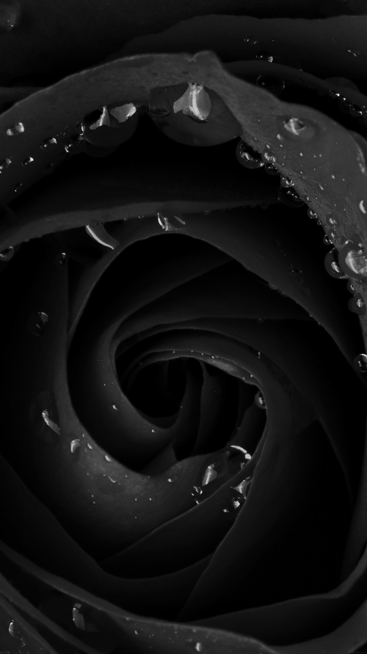 1242x2208 Flower dark background Dark rose 3Wallpapers iPhone Parallax Flower dark  background: Dark rose