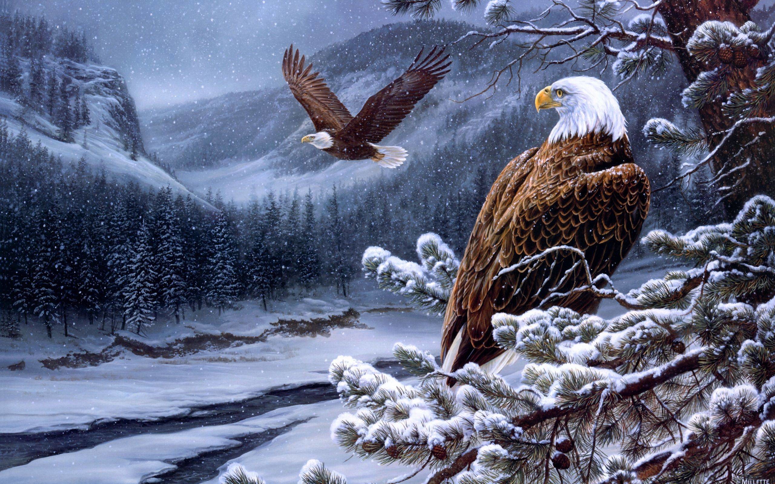 2560x1600 HD The Bald Eagle Wallpaper | Download Free - 103448