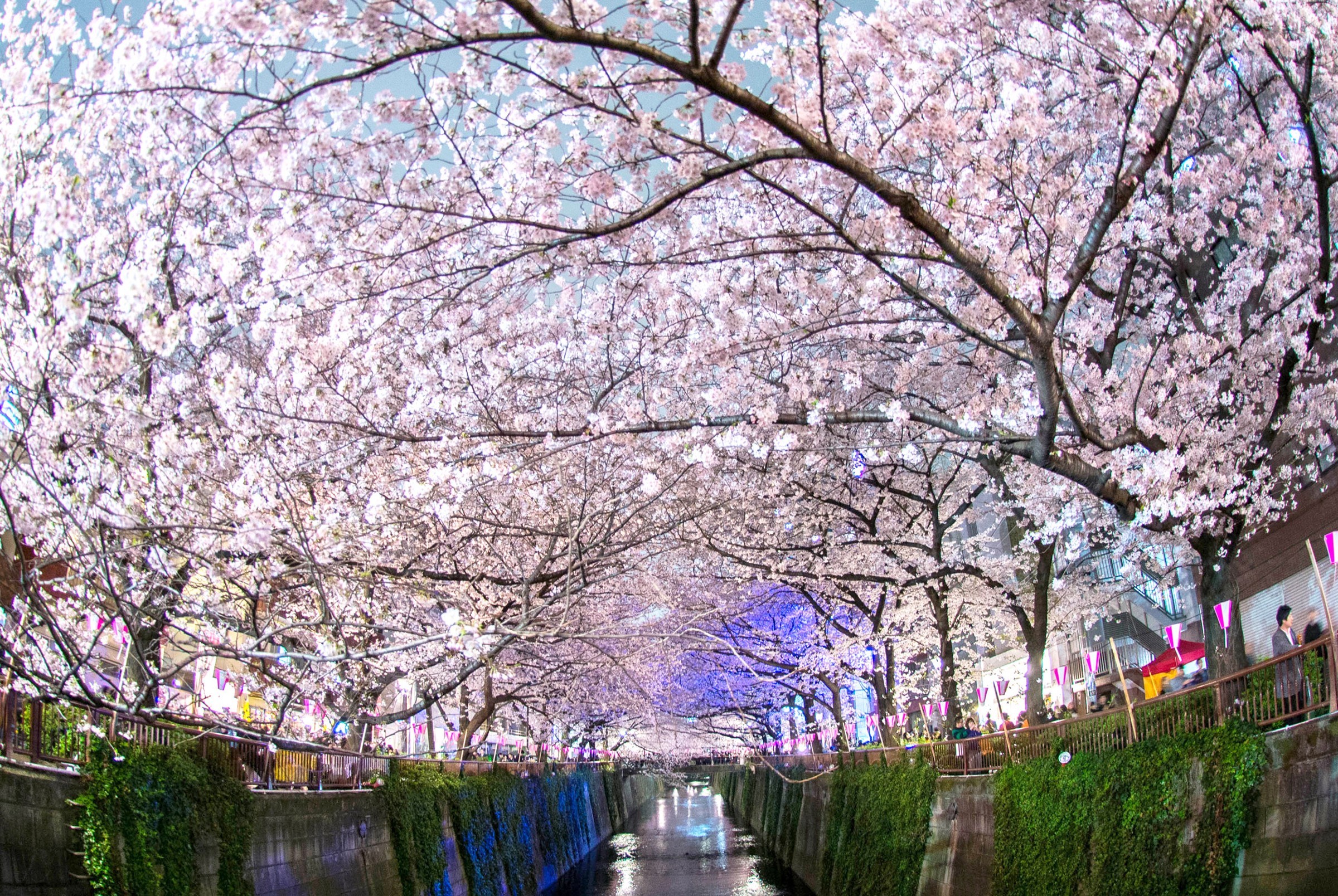 2400x1608 Japan's Cherry Blossom Wallpapers
