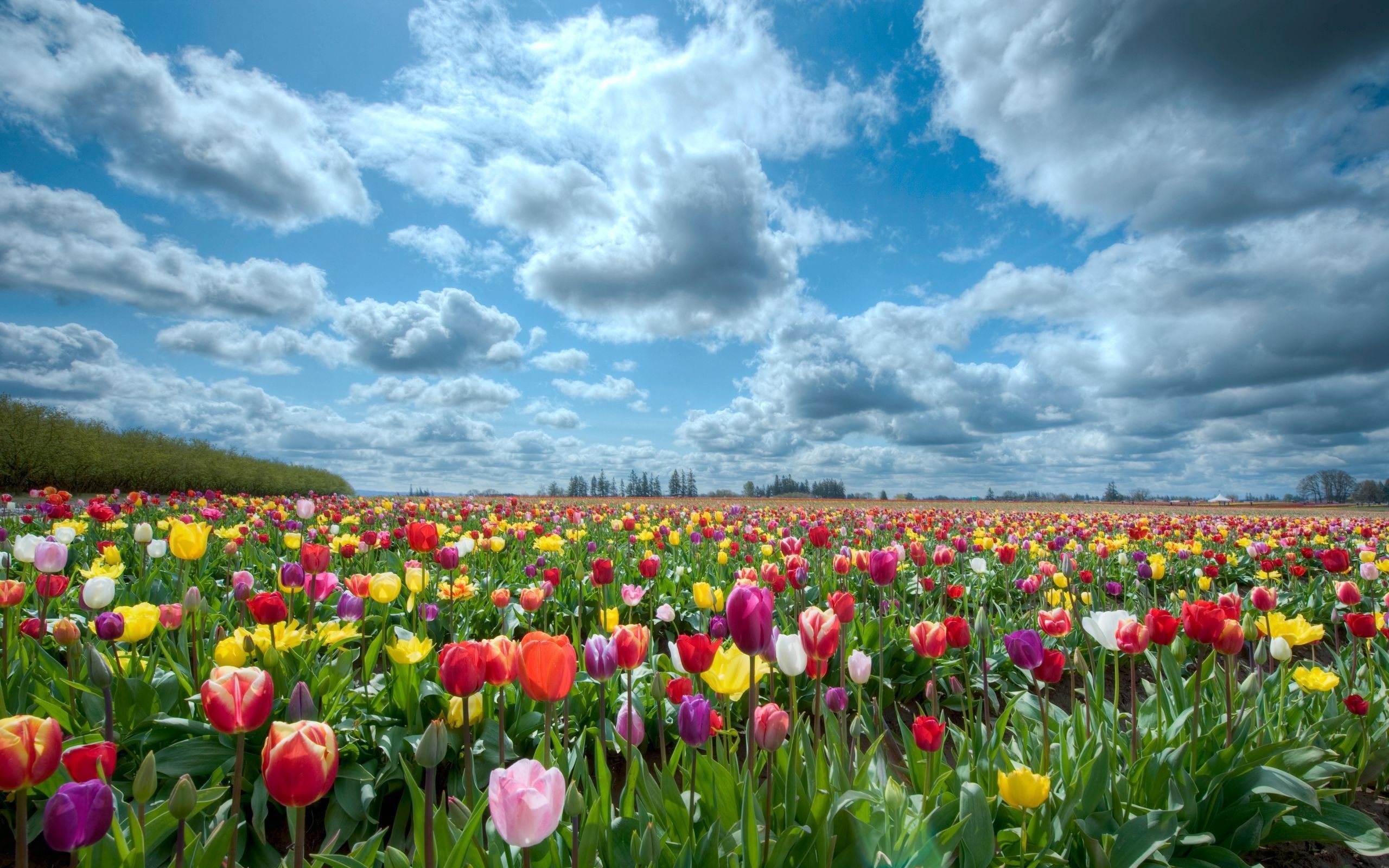 2560x1600 Tulip Fields Netherlands Wallpaper