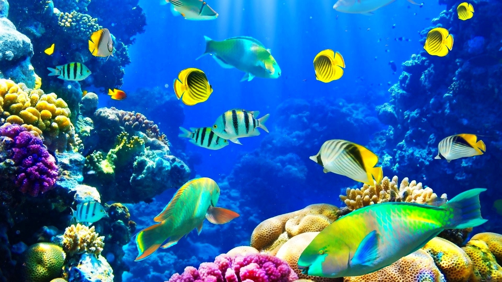 1920x1080 Fishes Tag - Nature Ocean Sealife Fishes Sea Fish Underwater Wallpapers  With for HD 16: