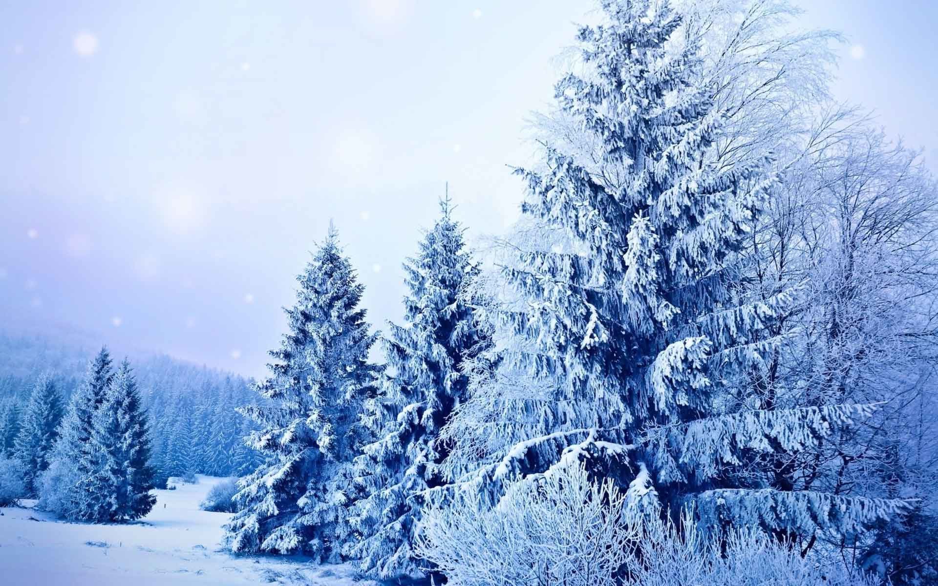 1920x1200 Nature Snow Landscapes Seasons Snowflakes Winter Trees Snowing Desktop  Wallpaper Full Size HD