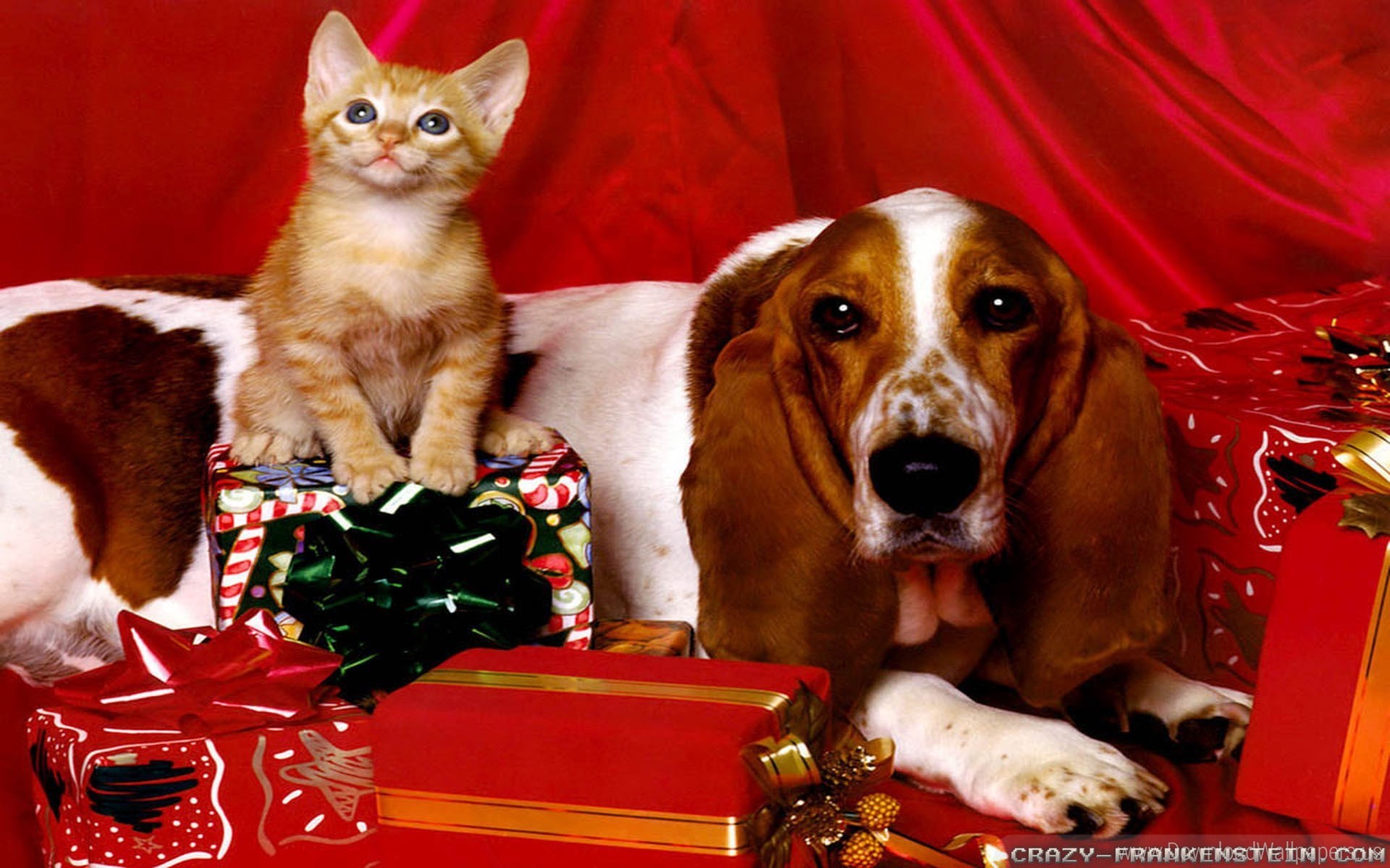 1920x1200 Christmas Dog And Kitten Wallpaper. Download Original Size ()
