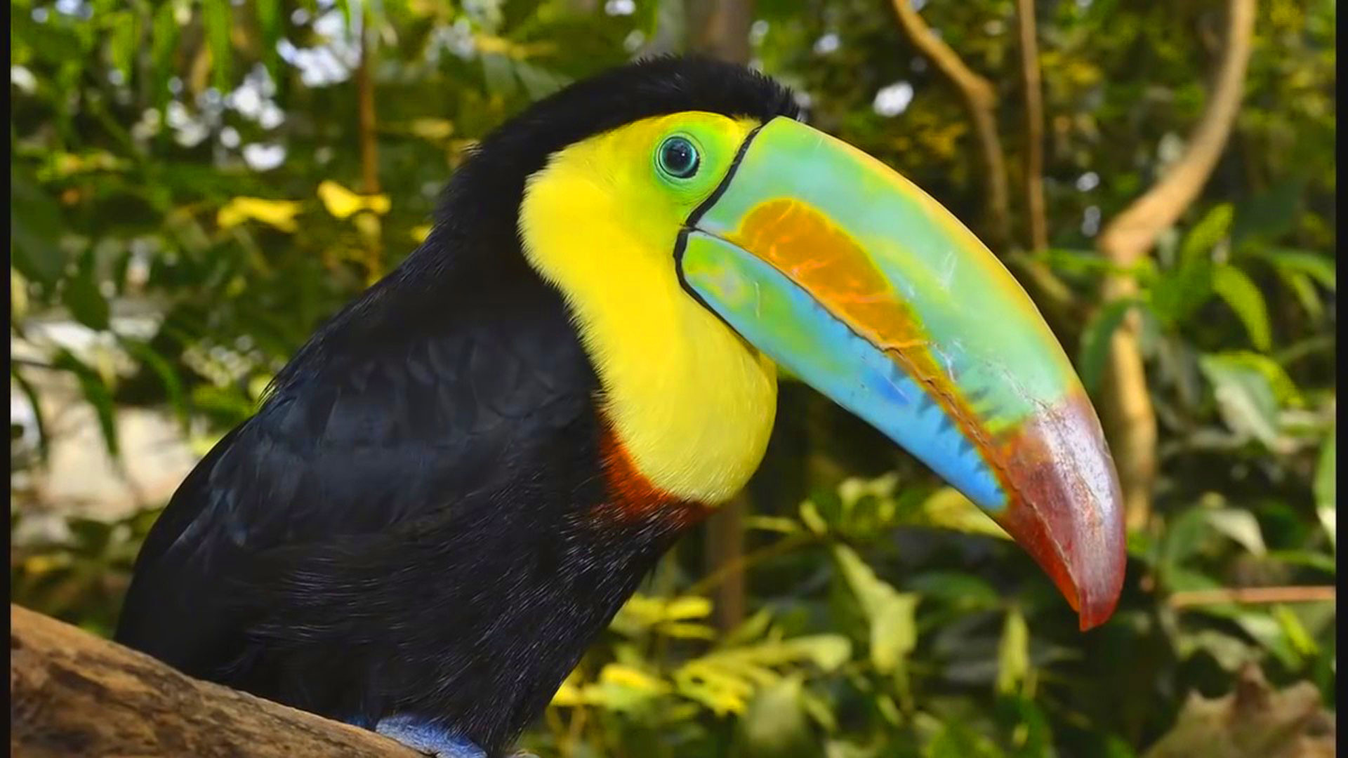 1920x1080 hd pics photos stunning attractive amazon forest birds toucan new 12 hd  desktop background wallpaper