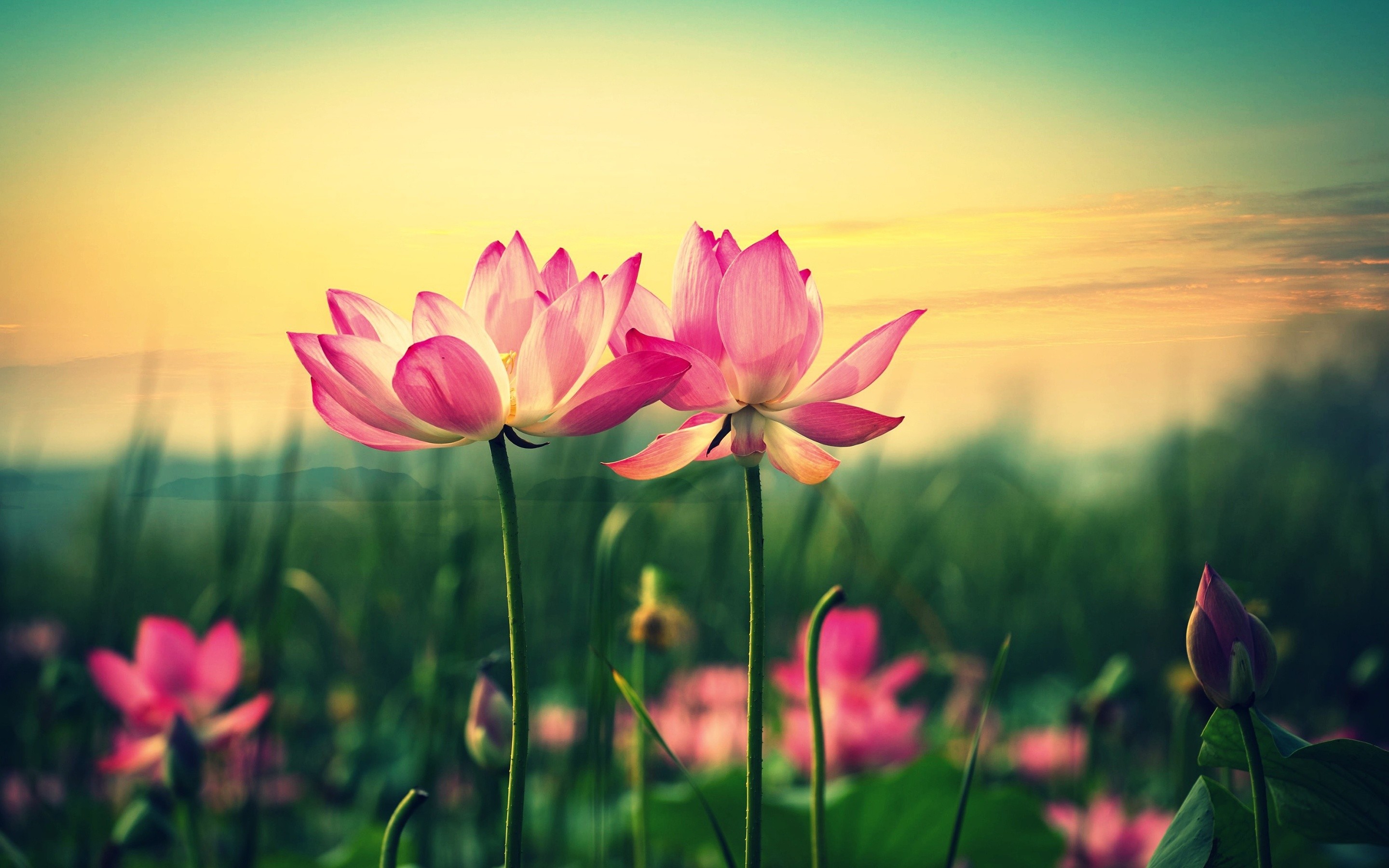 2880x1800 Real Flower Wallpaper For Android Q65