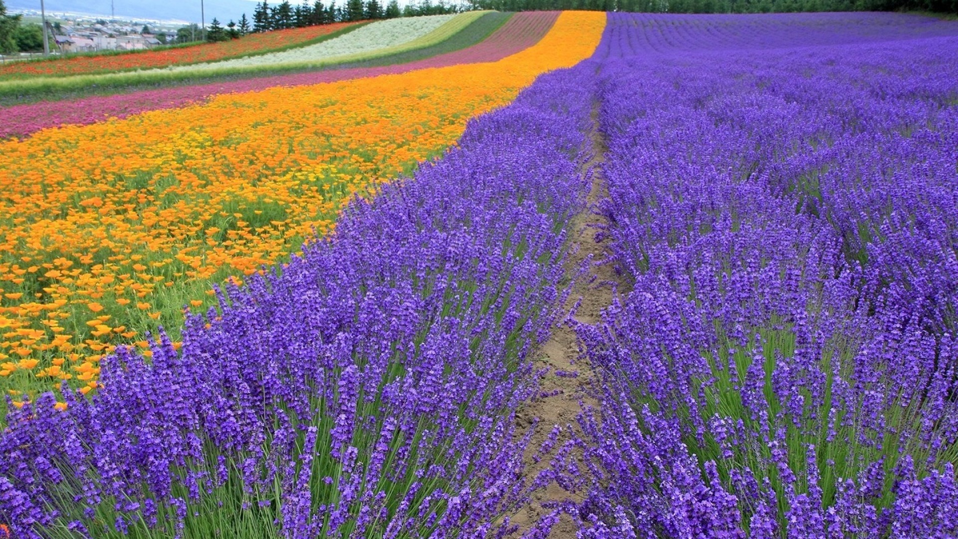 1920x1080 lavender, field, flowers