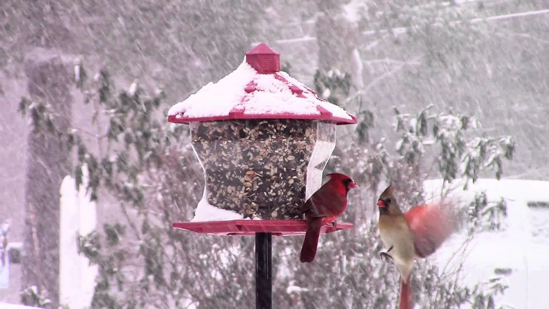 1920x1080 Northern Cardinal and winter birds 2015 in connecticut Cats love to watch  this :)