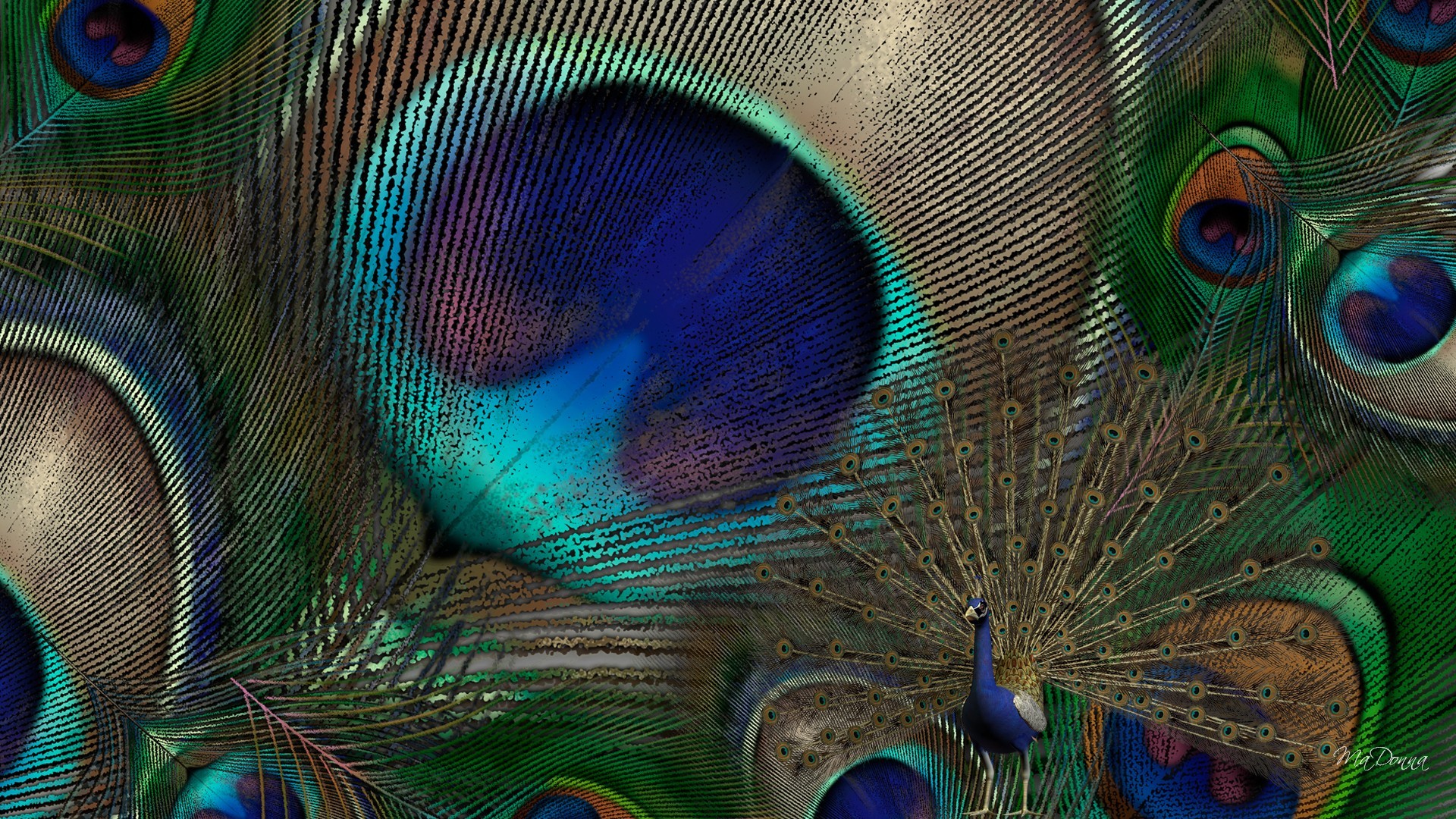 Peacock Feather Wallpaper.