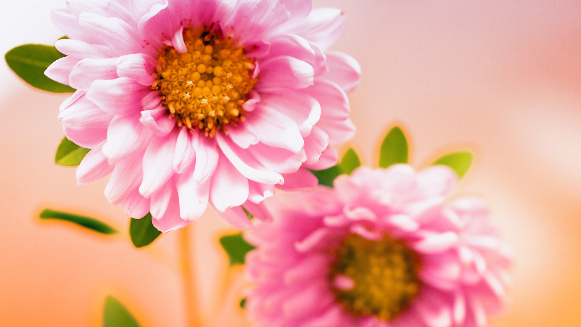 1920x1080 Pink Floral