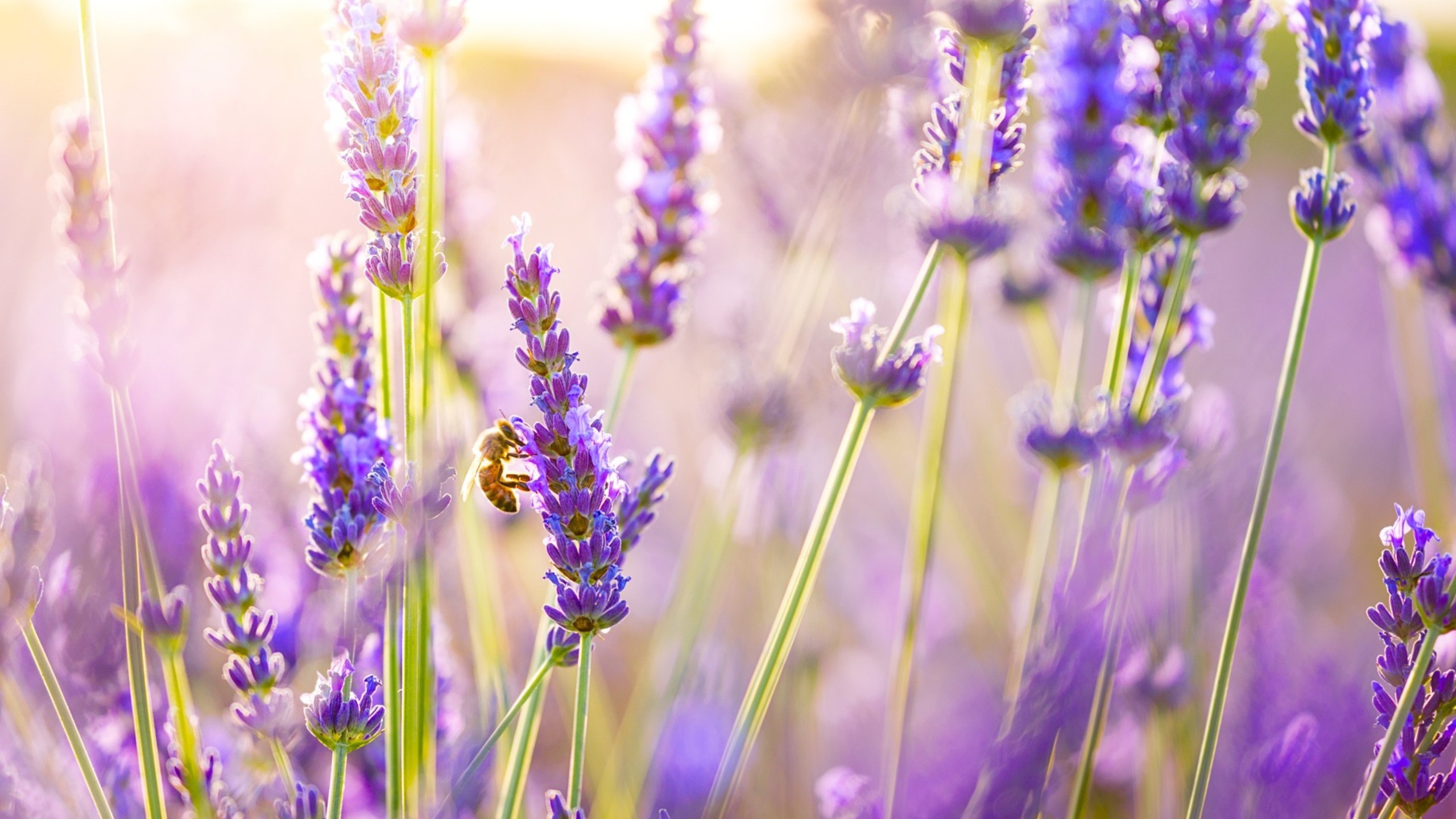 2560x1440 lavender-flowers.jpg